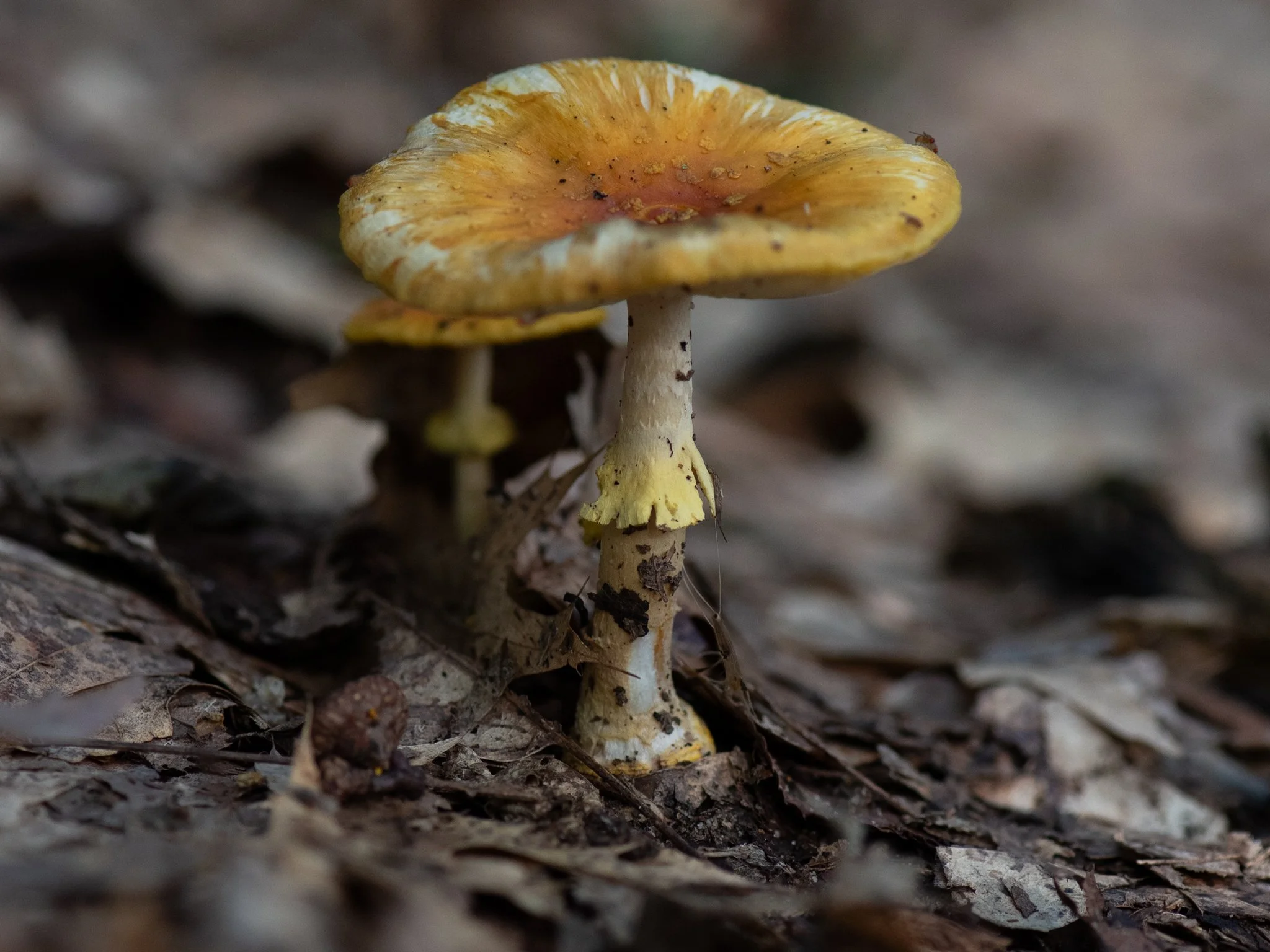 July23TriangleBog5.jpg