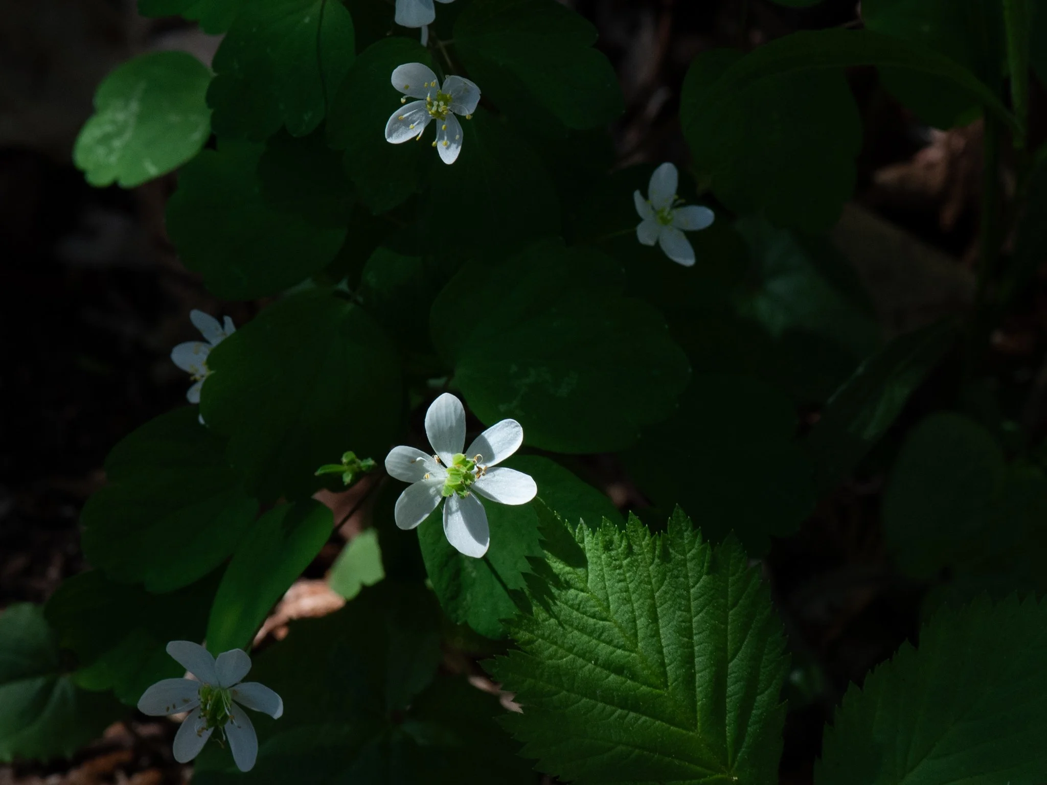 CedarBog17thApril19.jpg