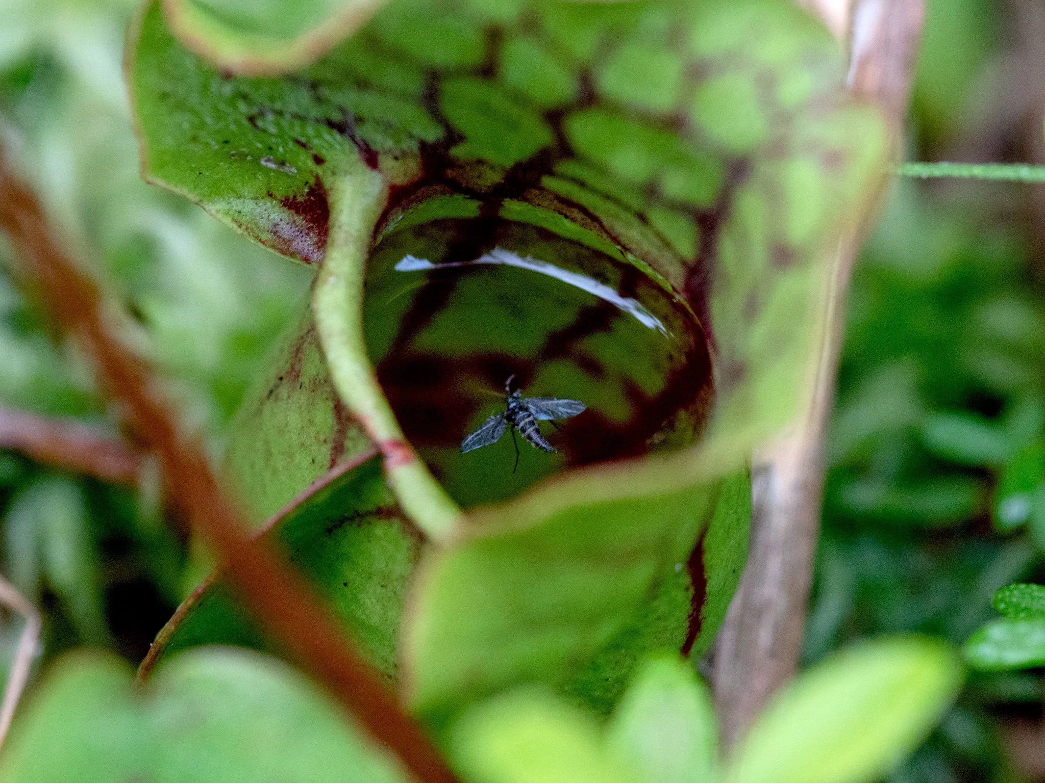 July23TriangleBog22.jpg