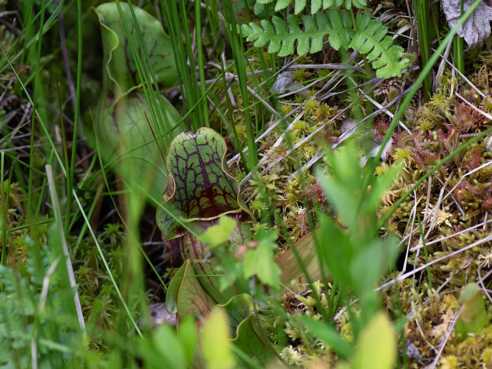 Jun19BrownBog8.jpg