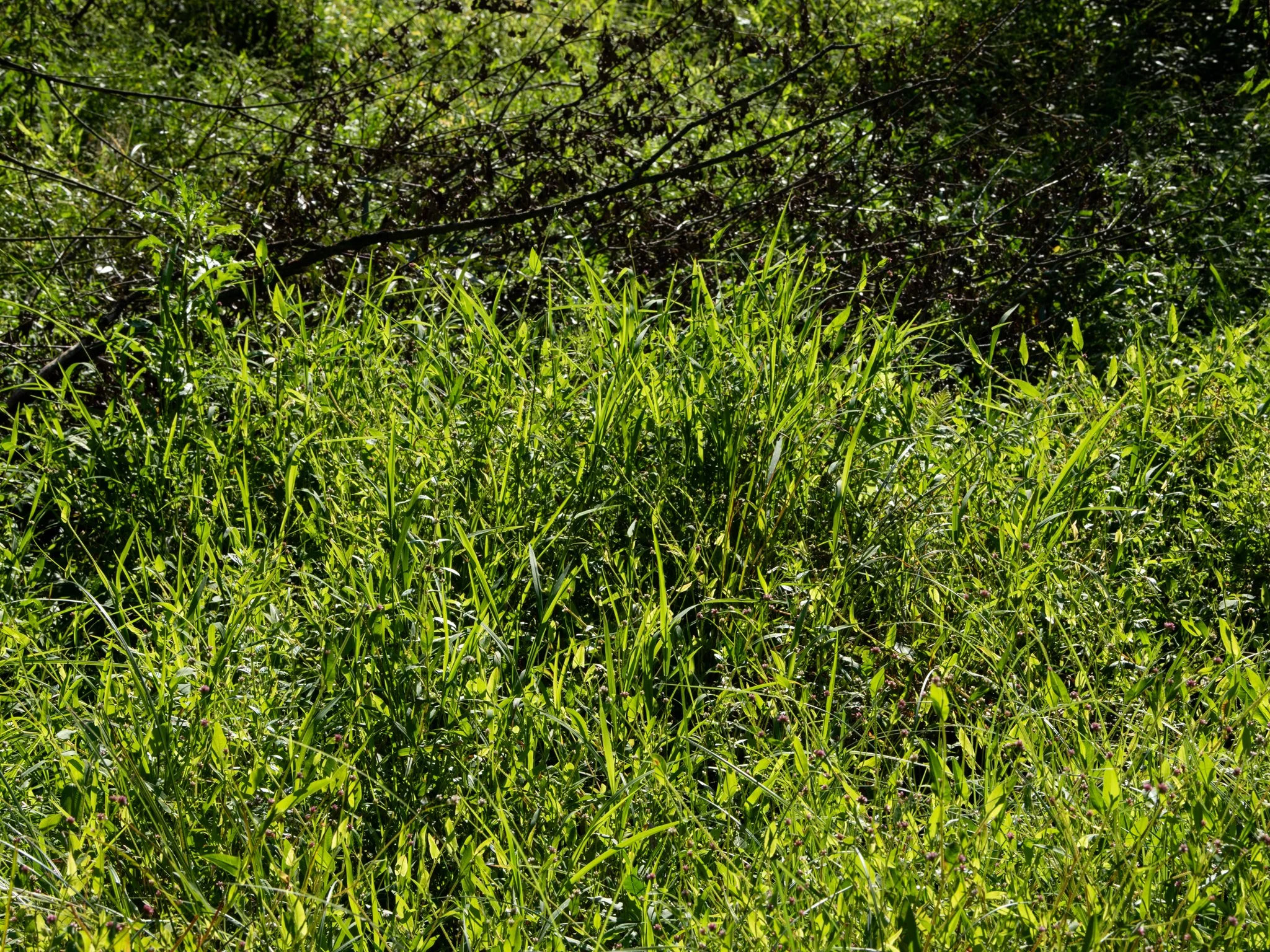 JacksonBog28Aug24.jpg