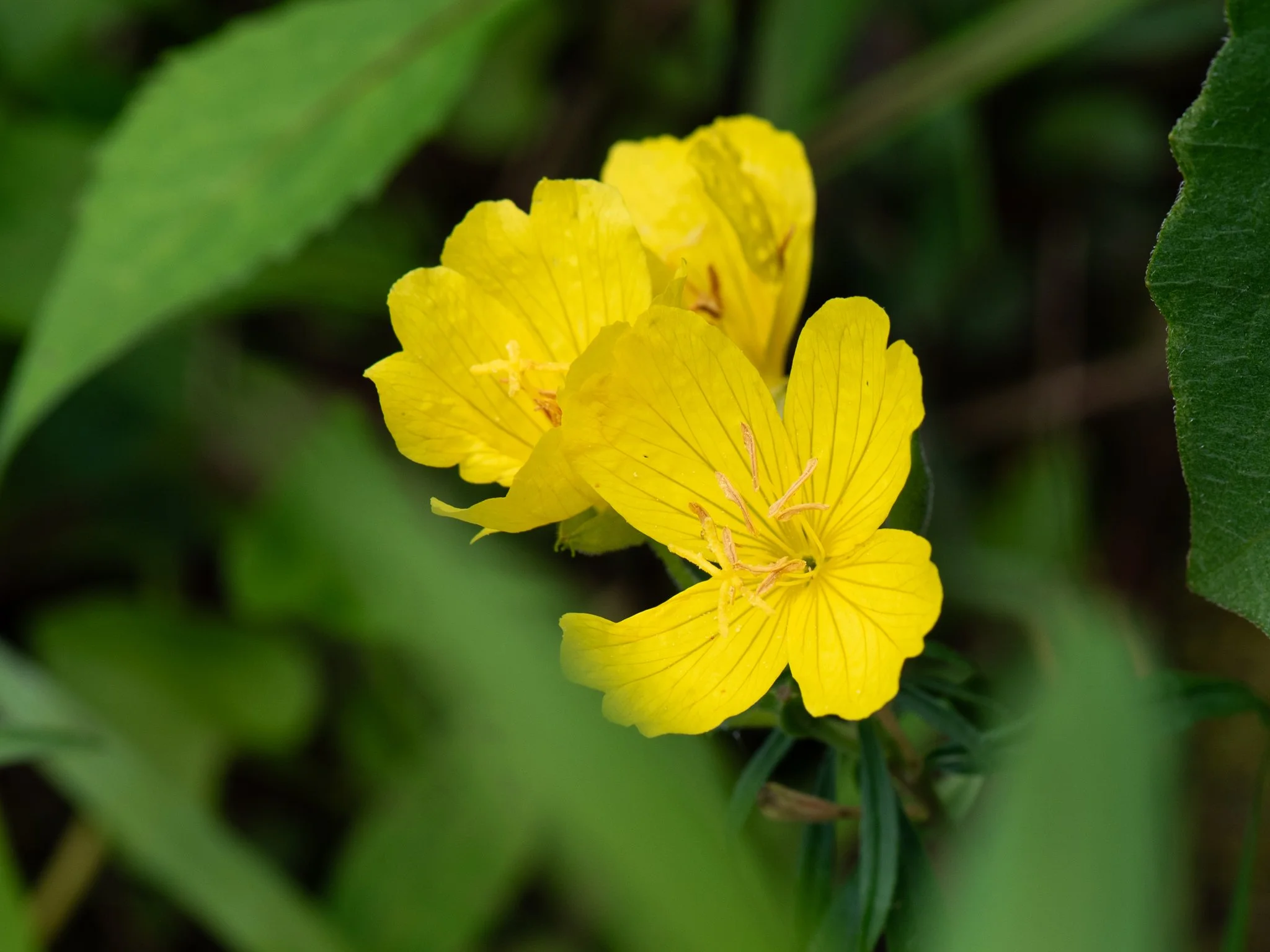 May Blooms