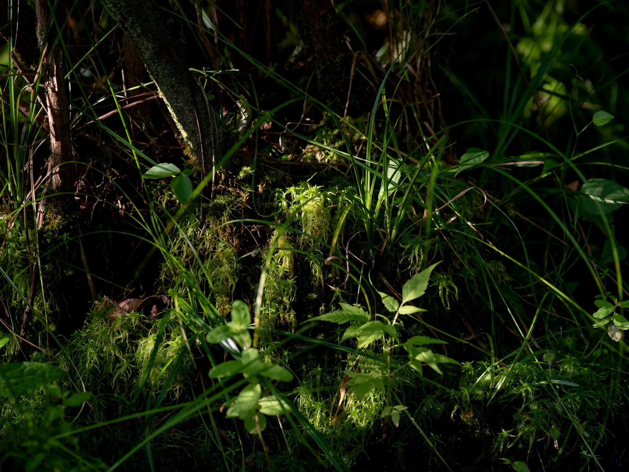 July23TriangleBog9.jpg