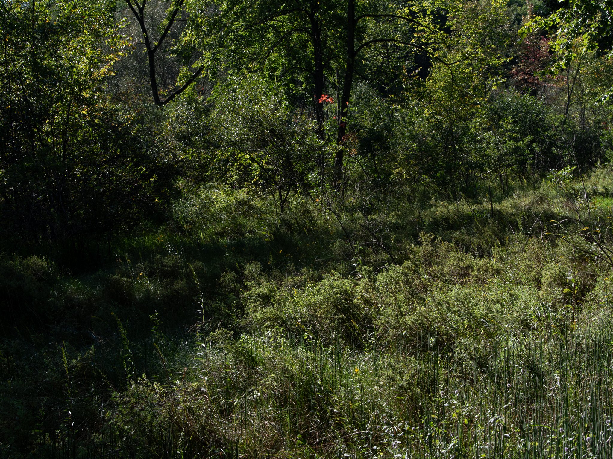 JacksonBog28Aug26.jpg