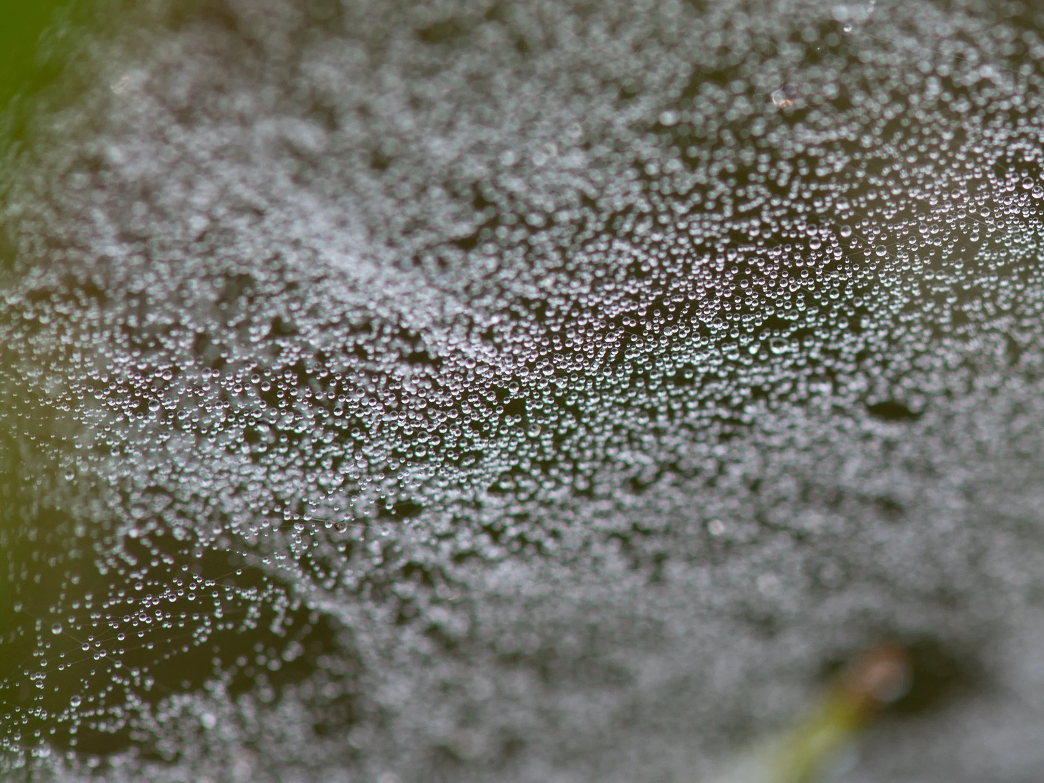 July24TriangleBog29.jpg