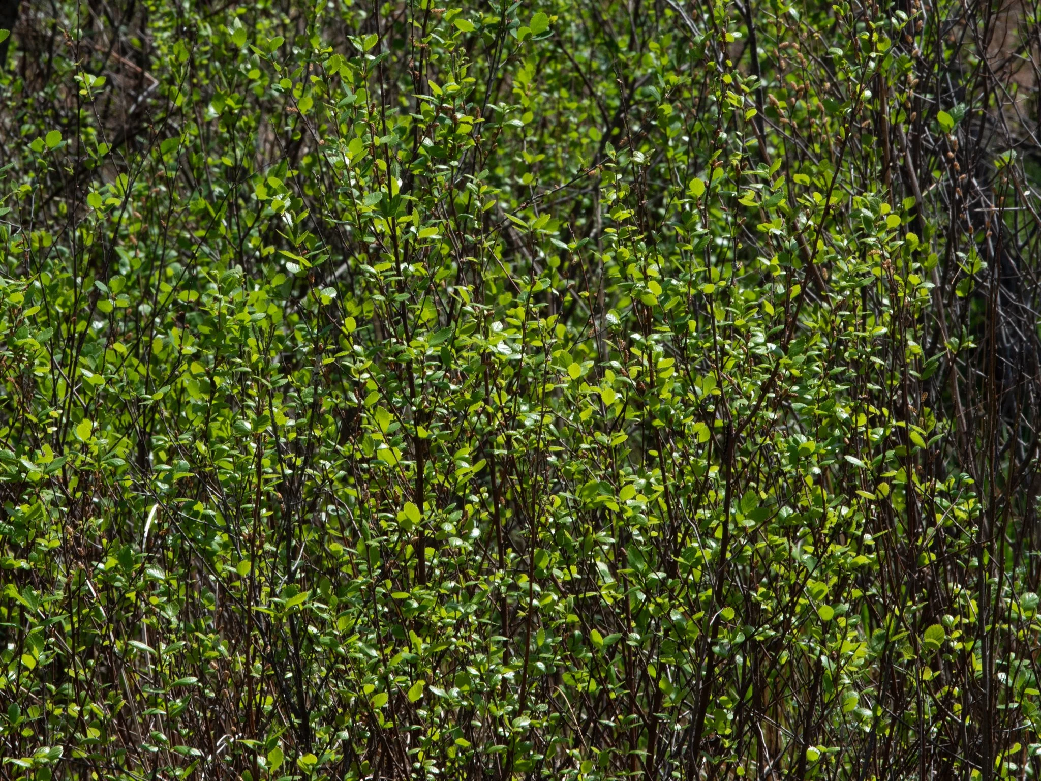 CedarBog17thApril34.jpg