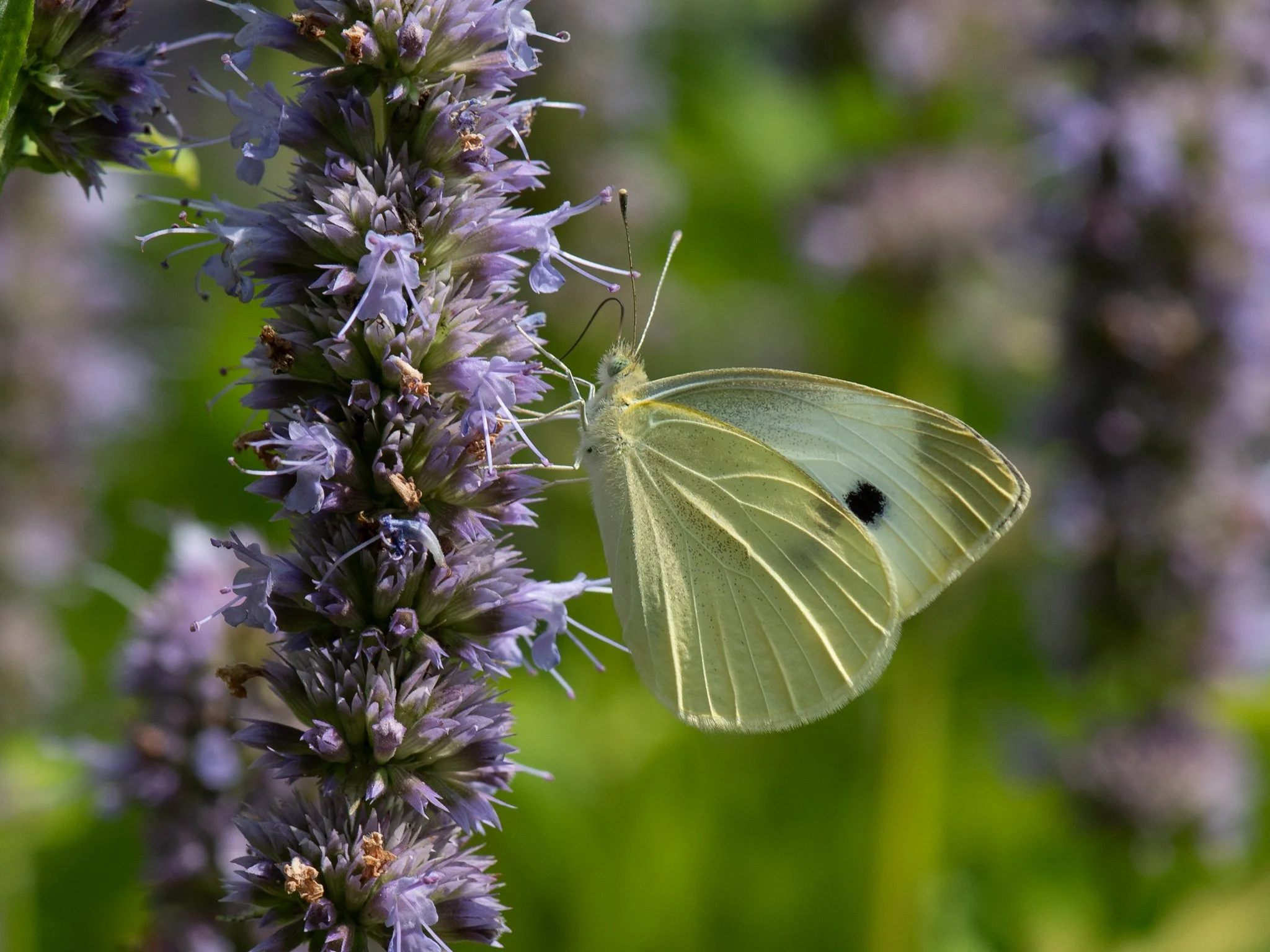 The Heritage Garden, Pollinator Garden