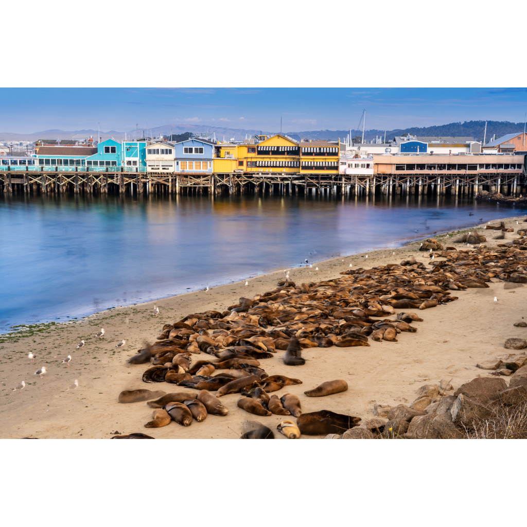 Sea Lions at Fishermen's Wharf - Monterey