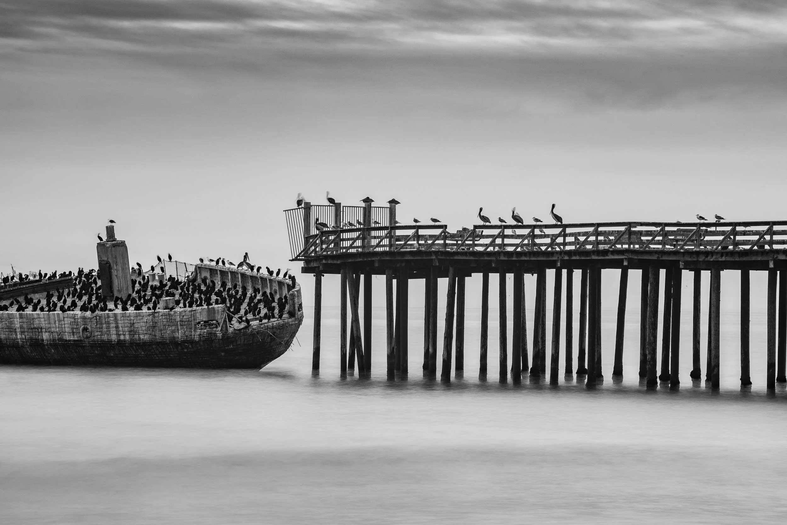 Black and white photo of a dilapidated shipwreck on the left and an abandoned pier extending into the water on the right, both covered with numerous seagulls.