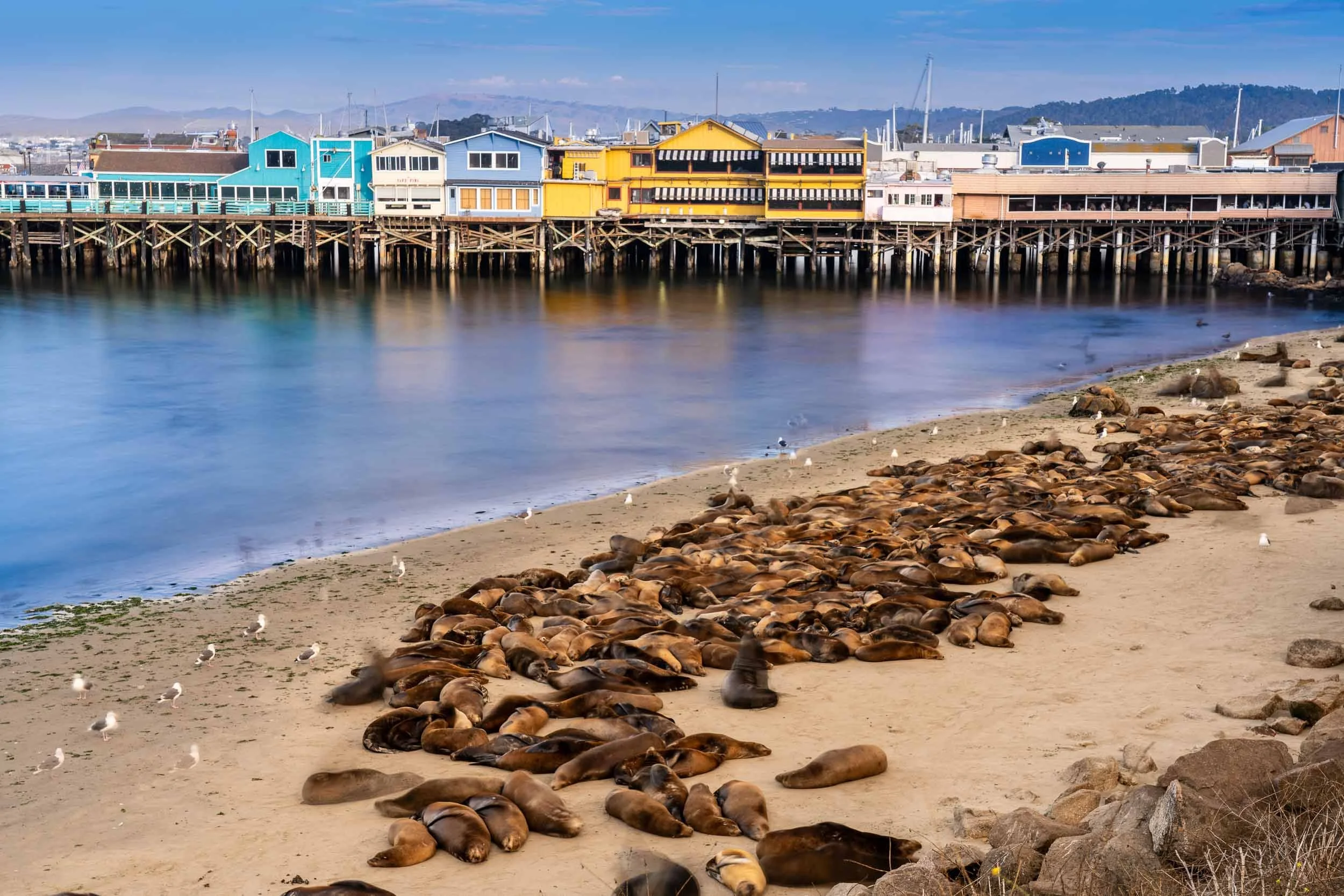 Seals lying on a sandy beach near the water in front of colorful seaside houses on stilts, with sailboats in the background under a partly cloudy sky.