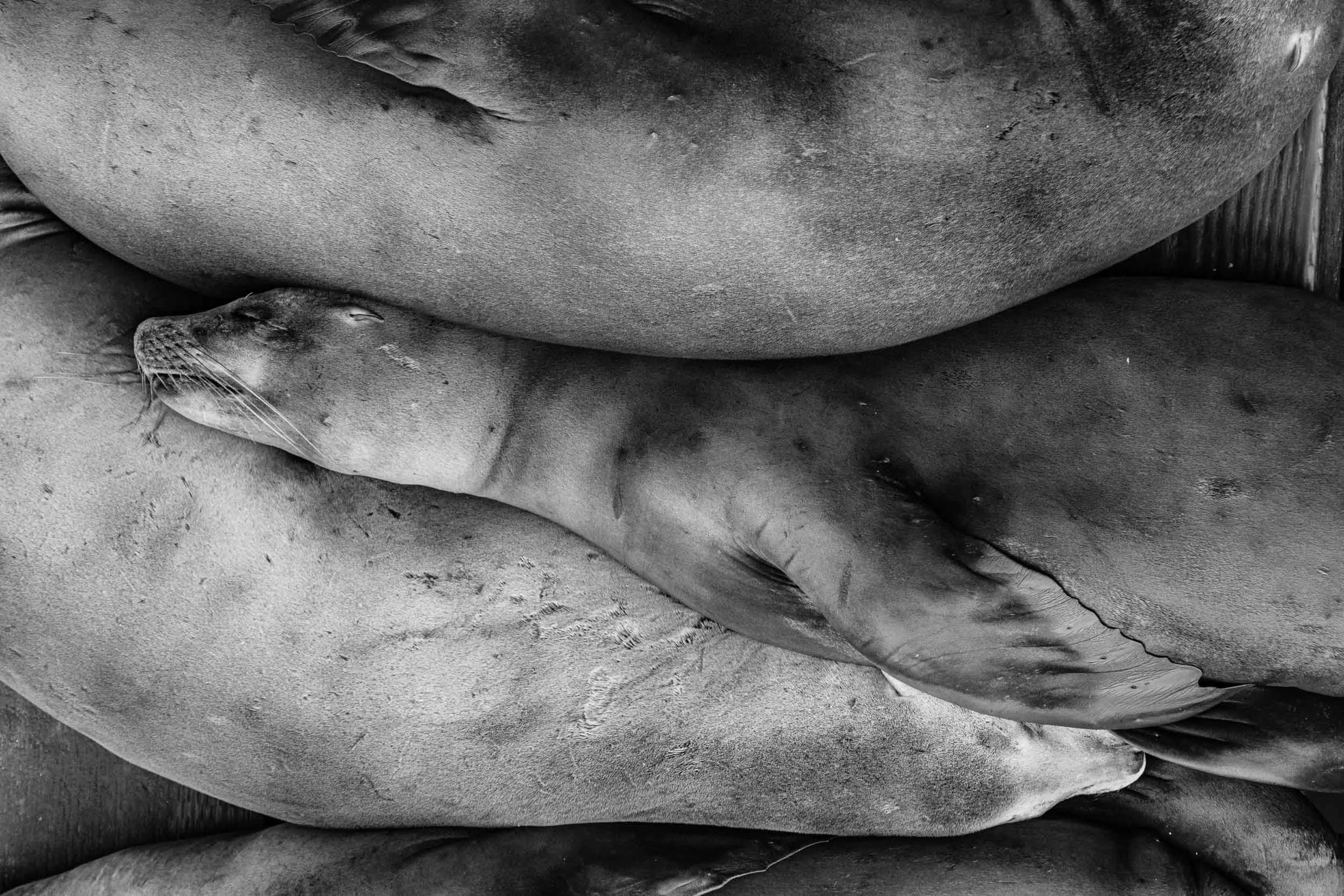 Sea Lions - Santa Cruz, California