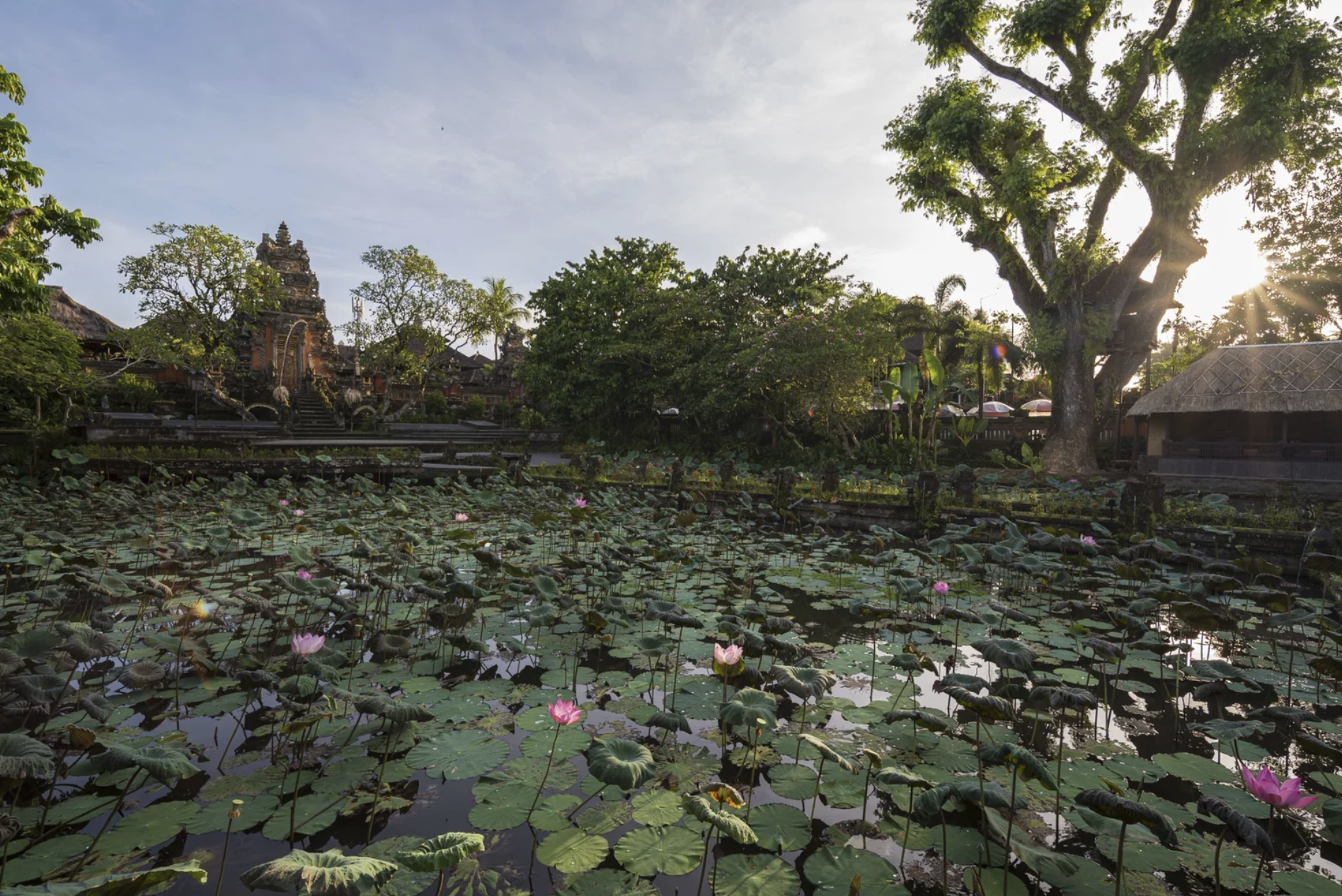 Lotus Pond Saraswati Temple Ubud Bali