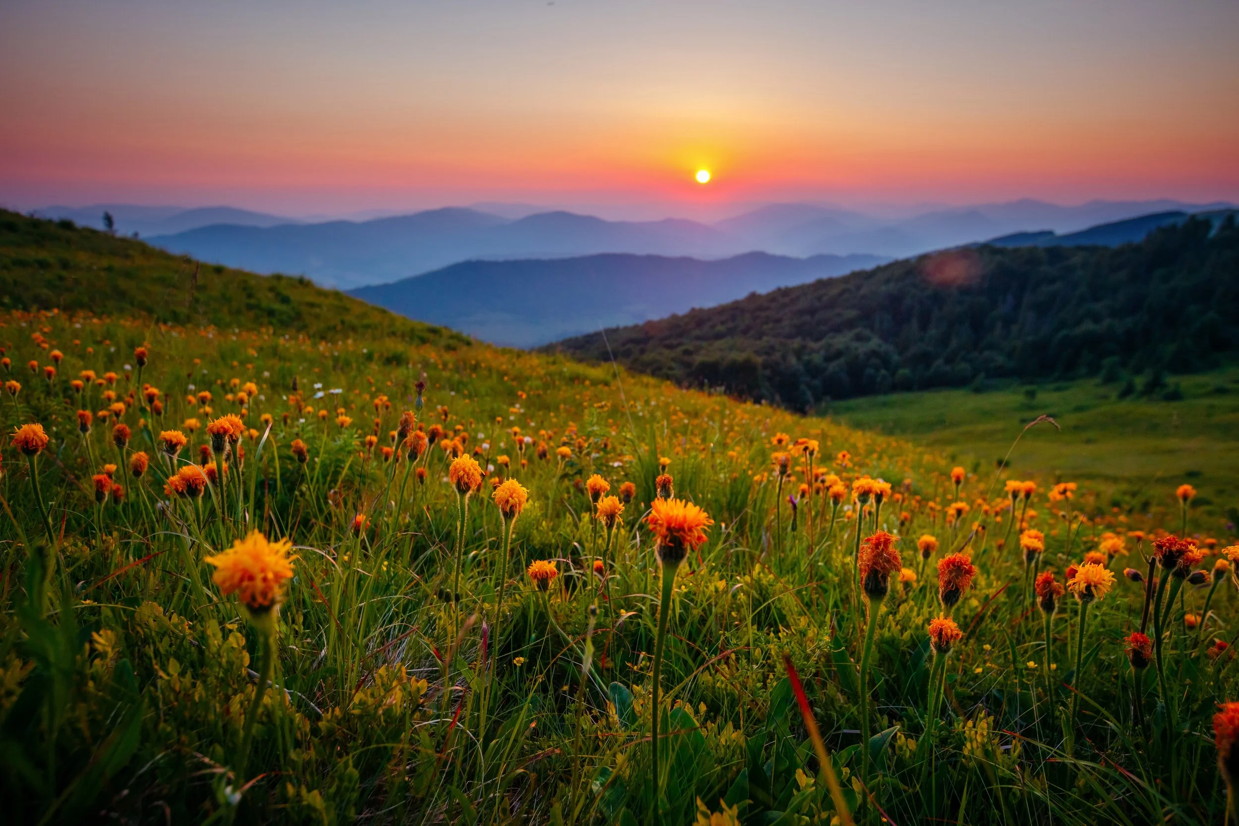 Carpathian-mountains-Romania-flowers.jpg