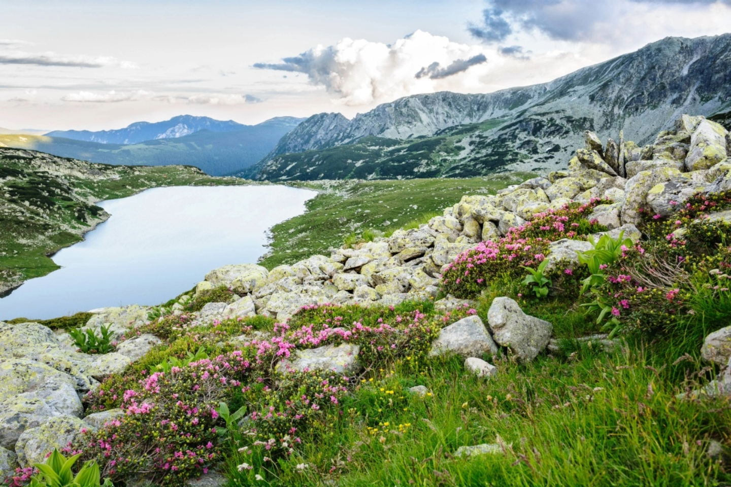 Glacial lake and alpine flowers in Retezat National Park in the Carpathian Mountains of Romania.