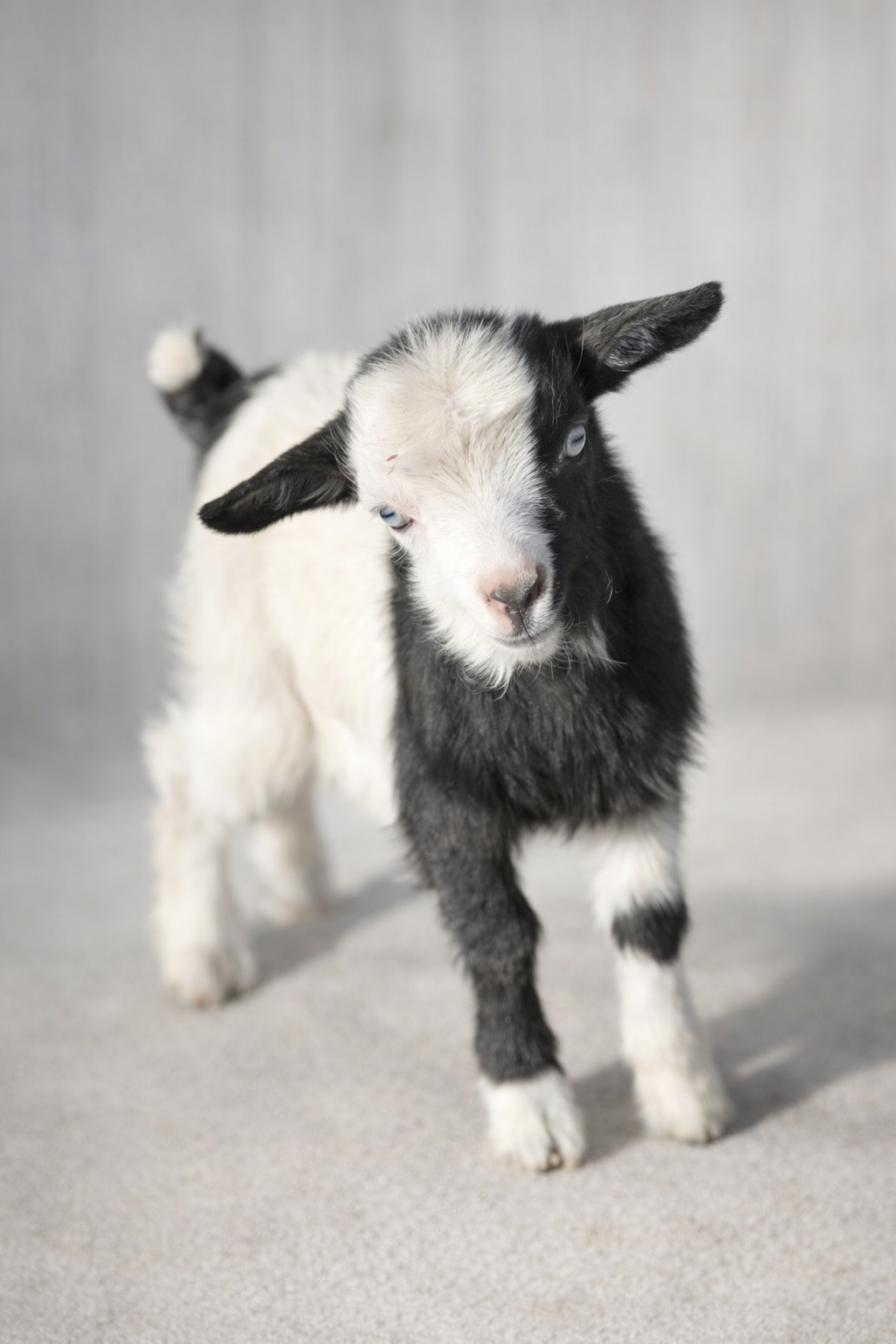 Hancock's Saint Nick ** Pending