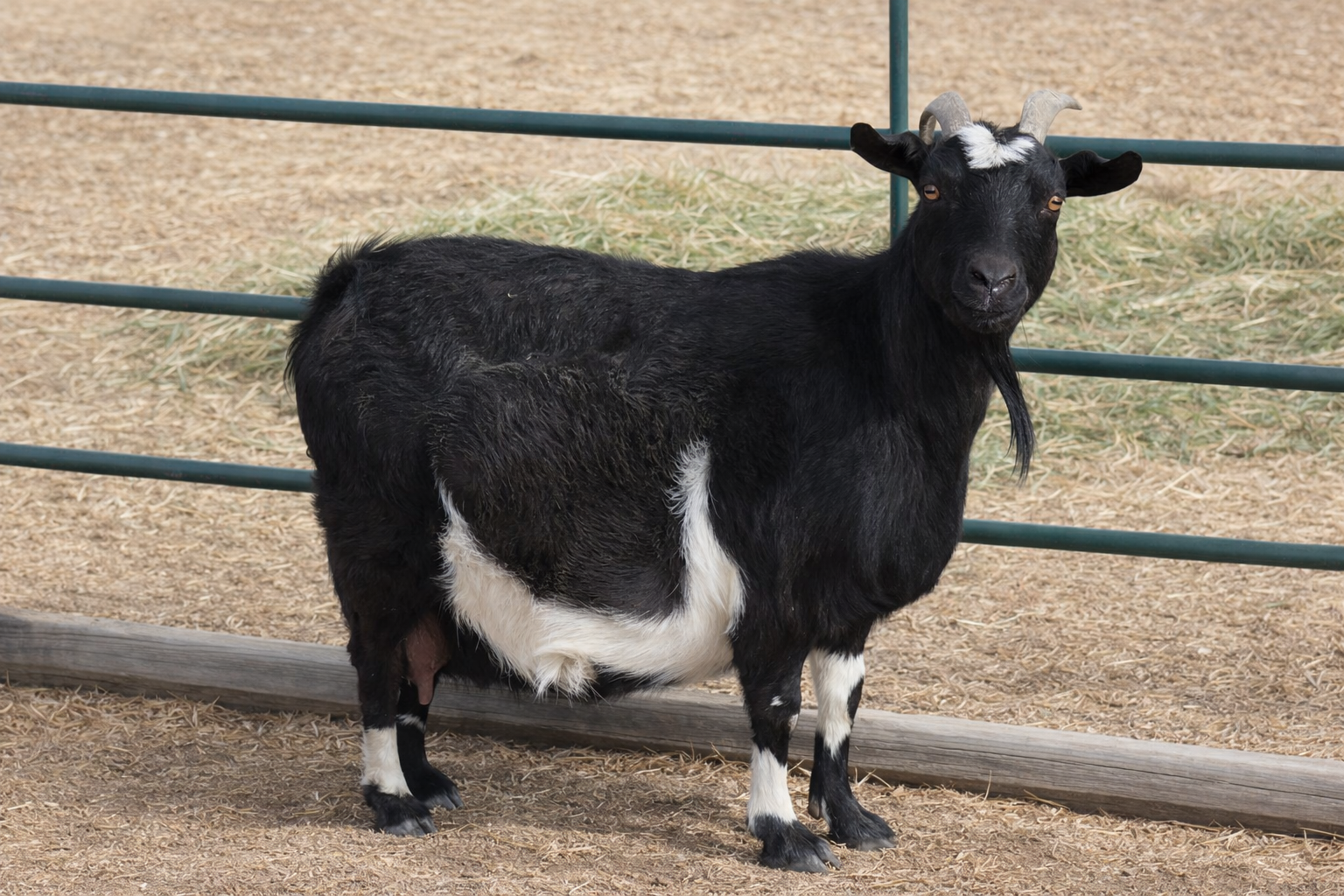 Natasha Certification Photo.png