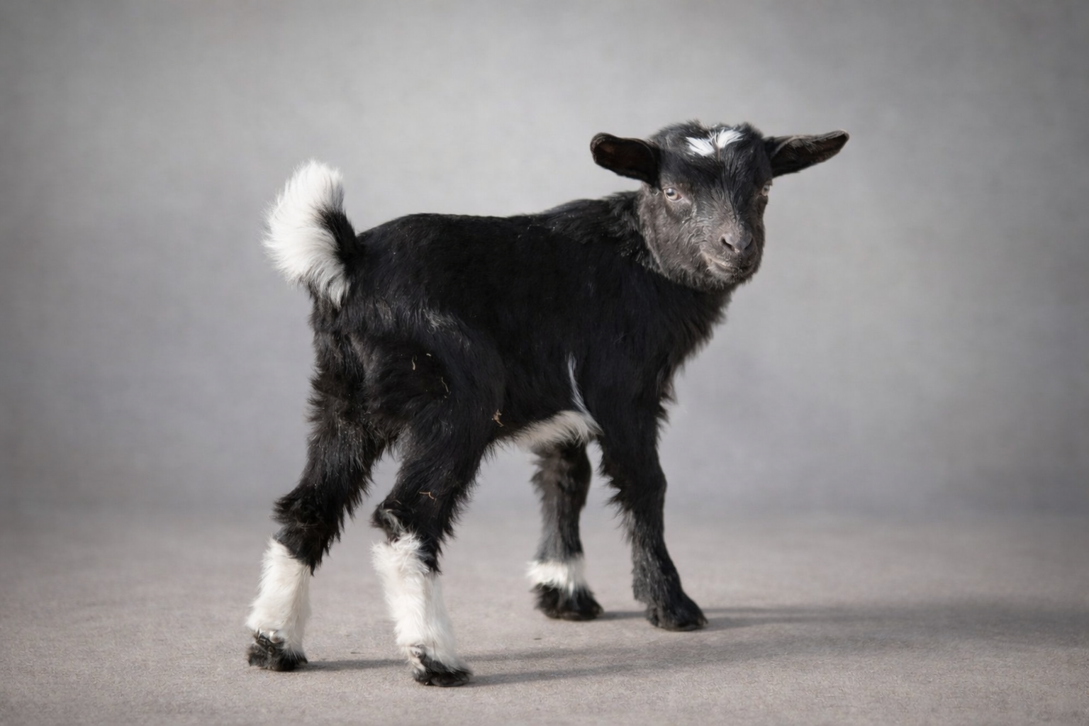 Hancock's Dragon ** SOLD