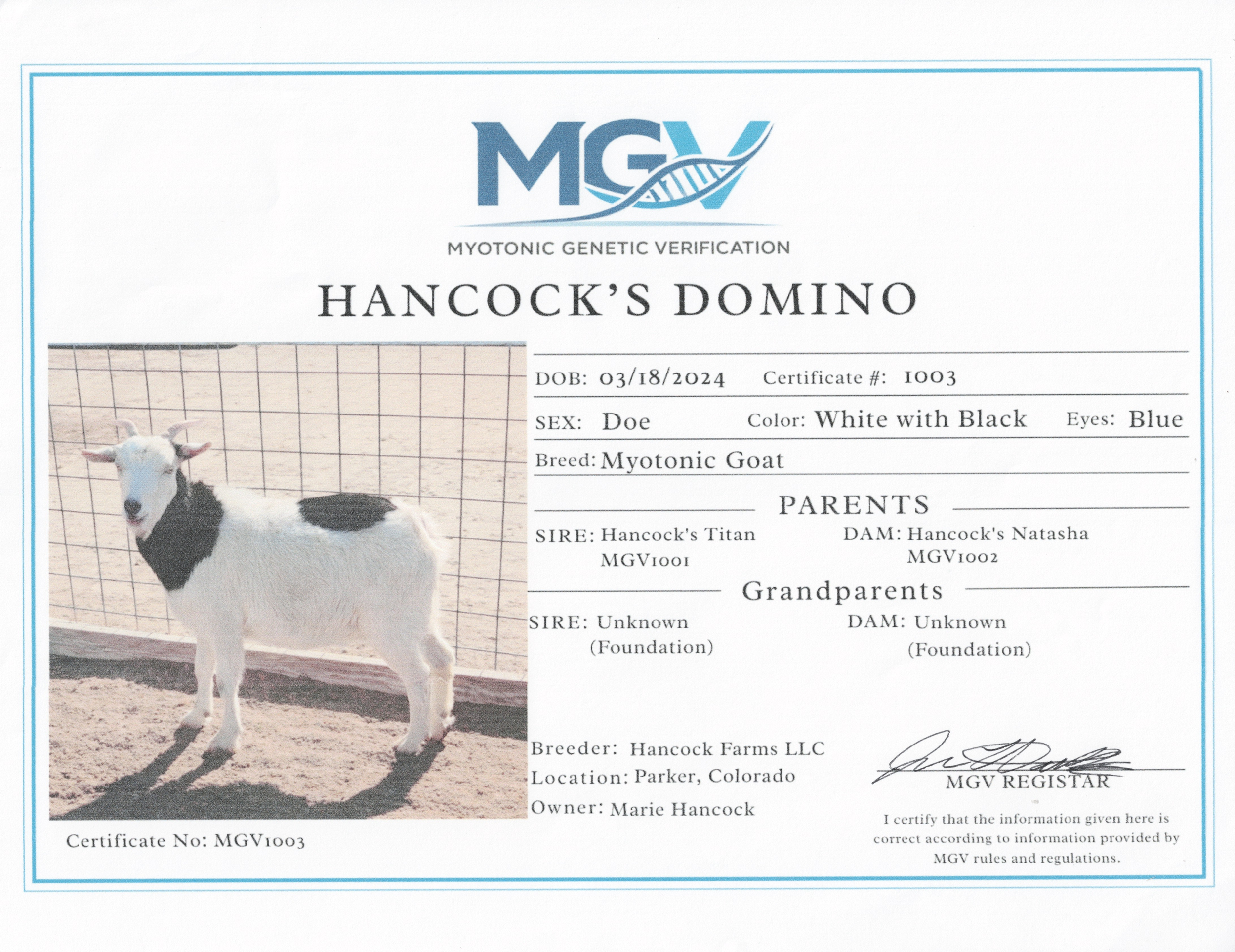 Hancock's Domino MGV#1003 Certificate.png