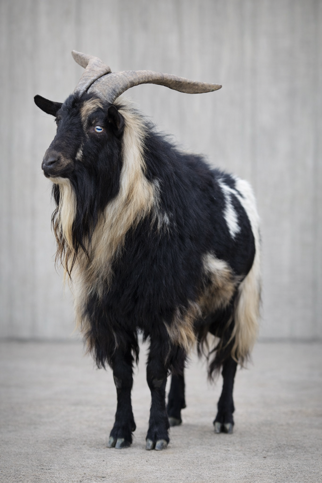 Pepe Le’ Pew — MGR #F0380