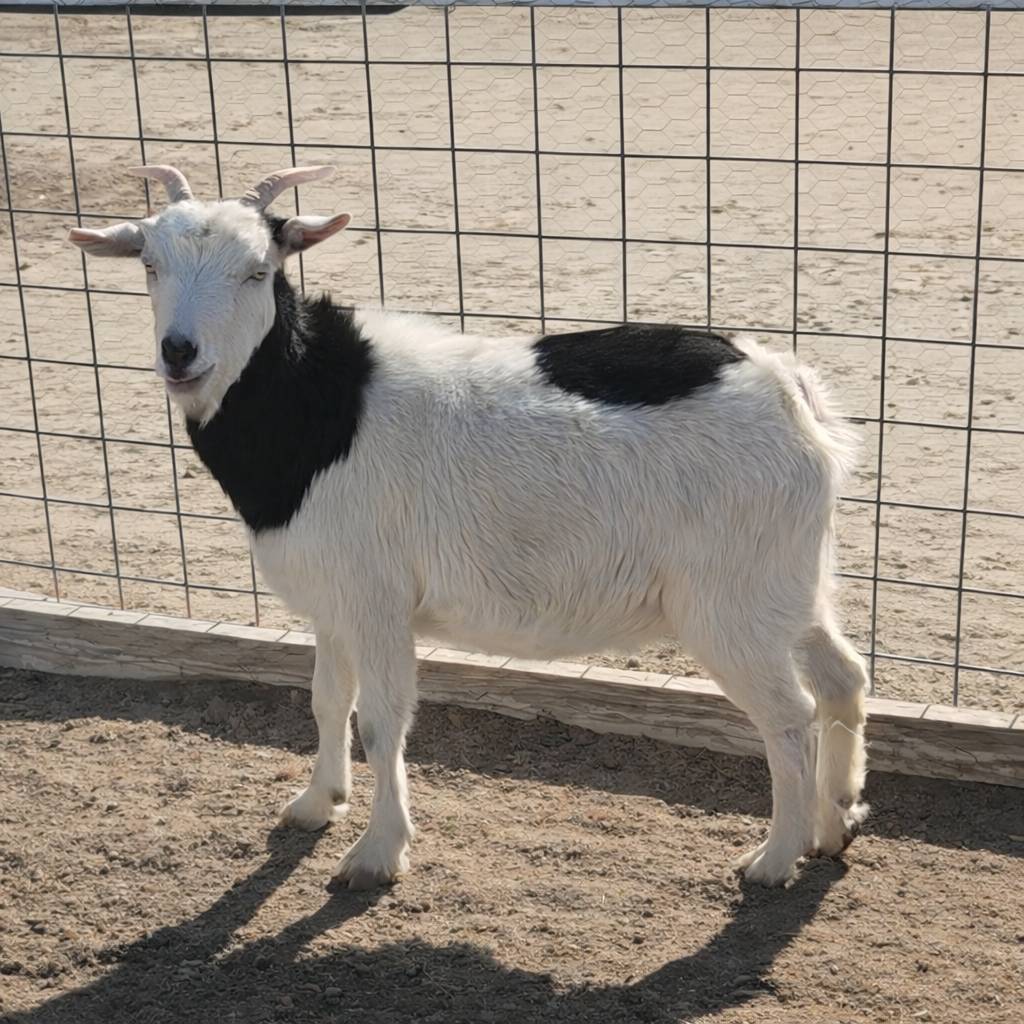 Domino Certification Photo.png