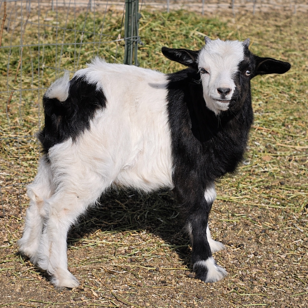 Saint Nick Certification Photo.png