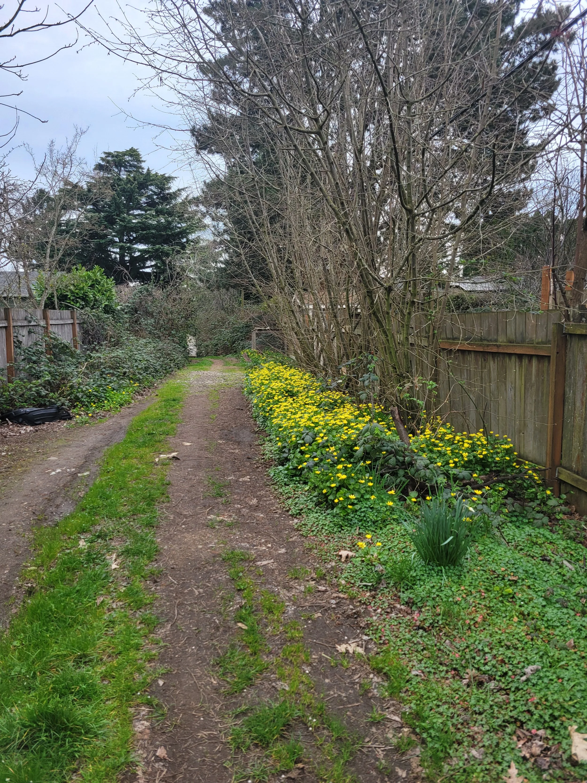 A dirt alley, fence and trees