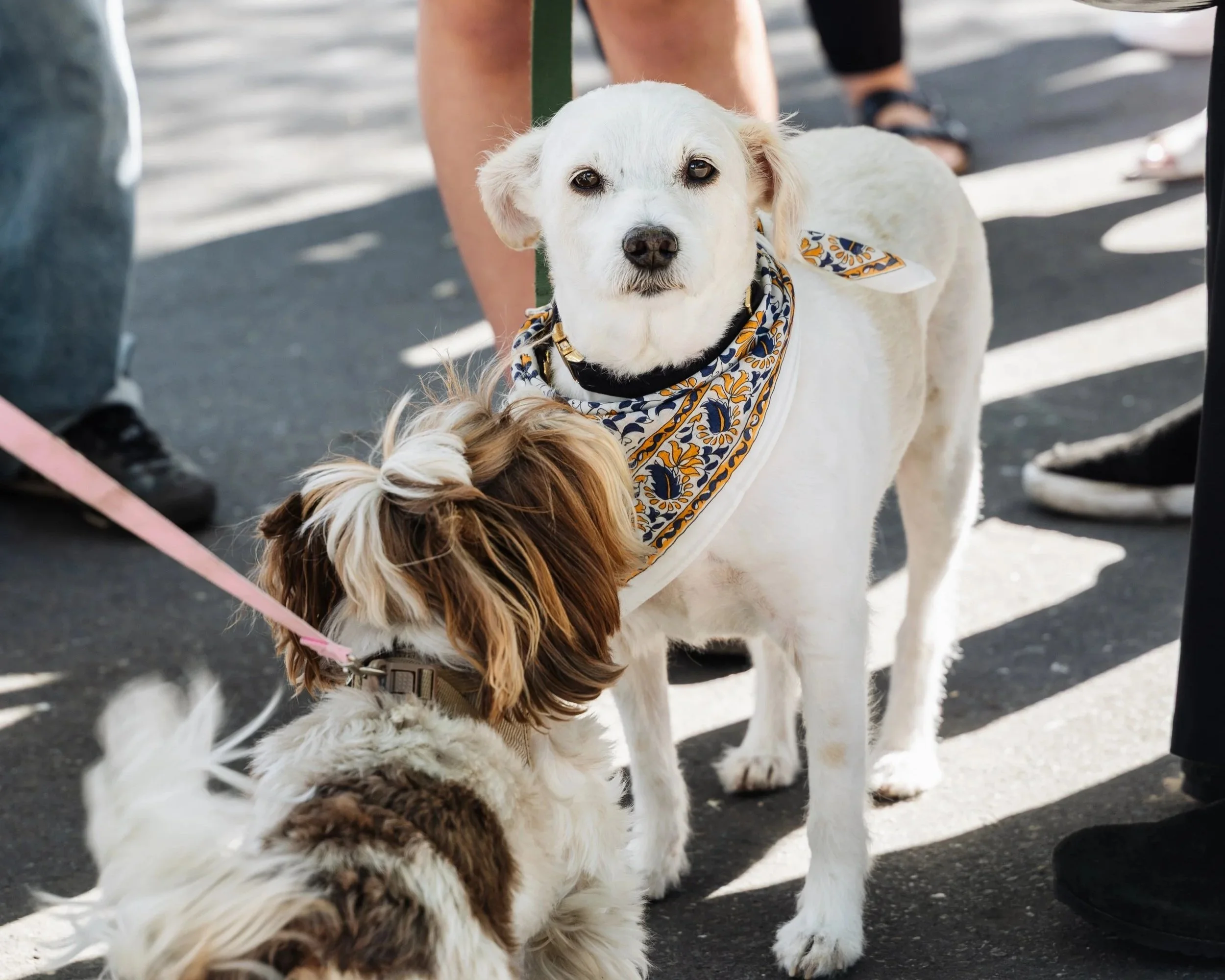 Pet Adoptions at the Market