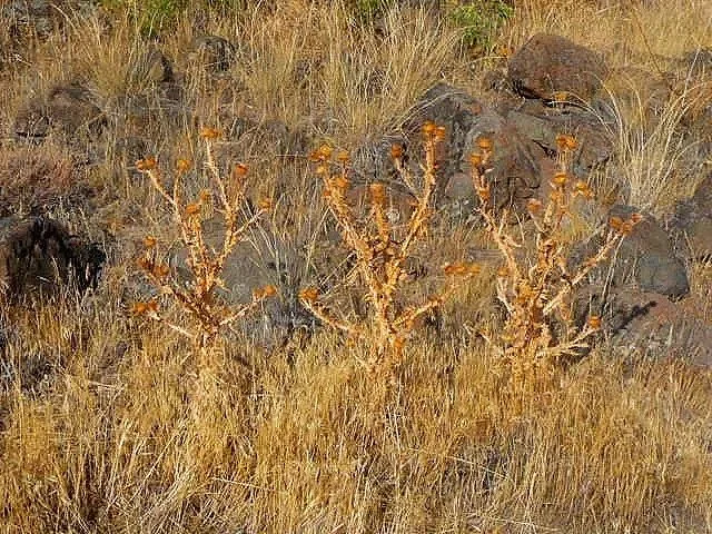 P1000468.jpg