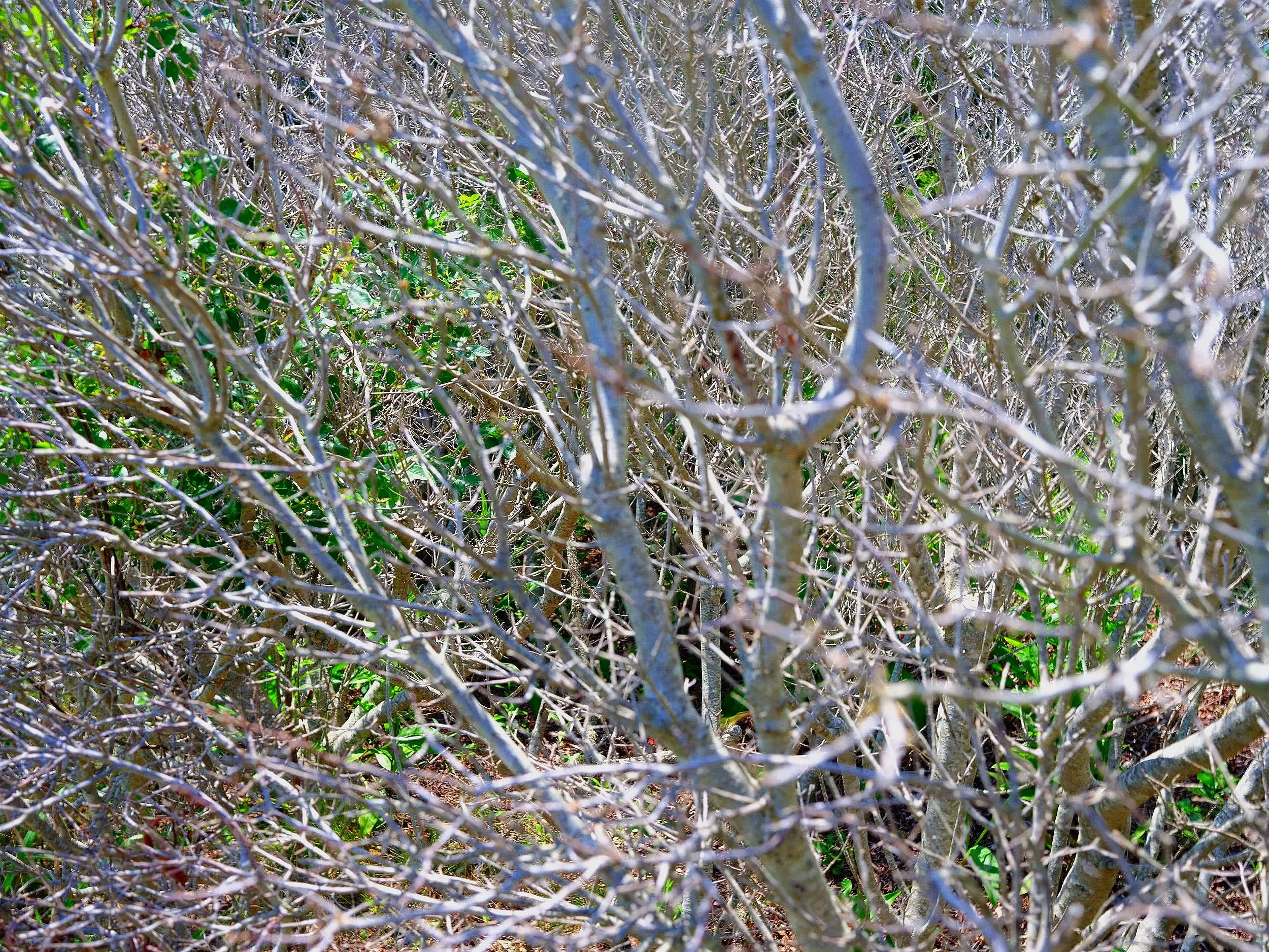 DSCF3626.jpg
