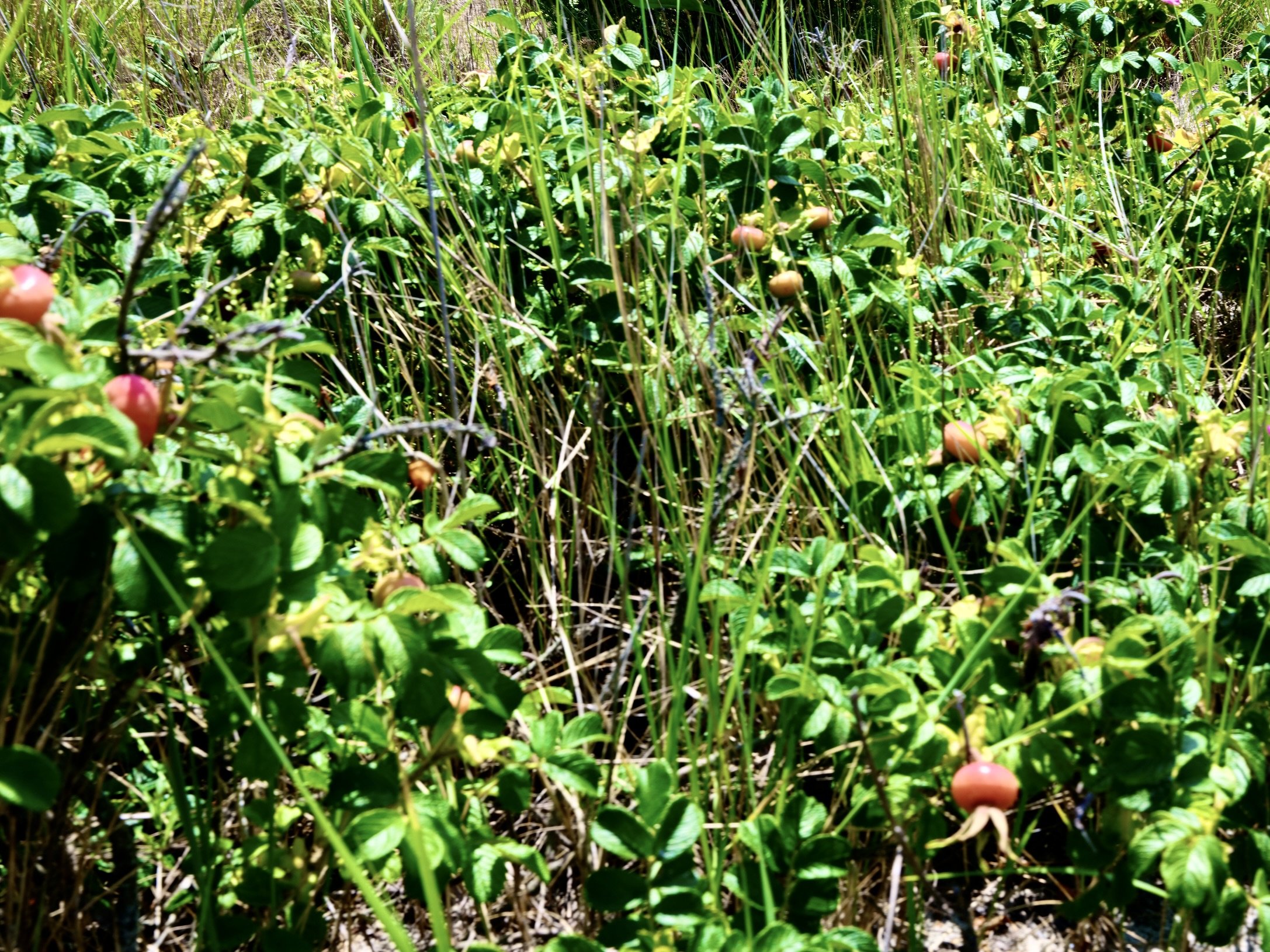DSCF3624.jpg