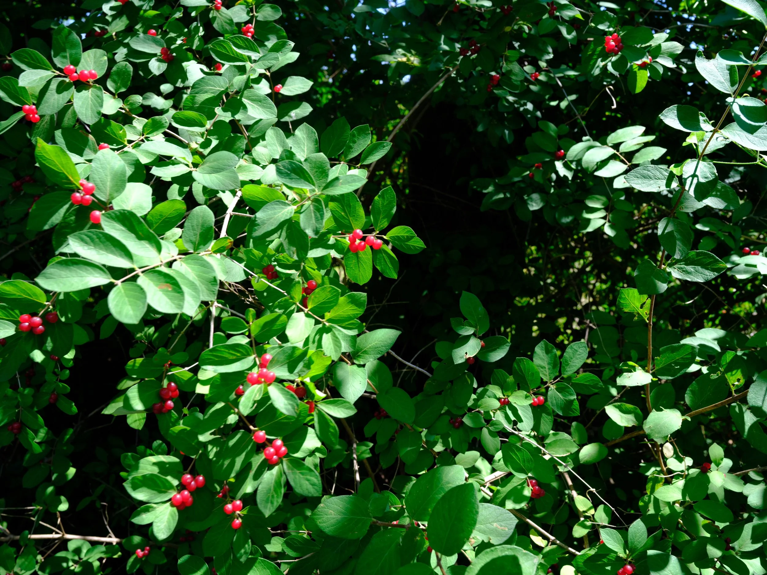 DSCF3610.jpg