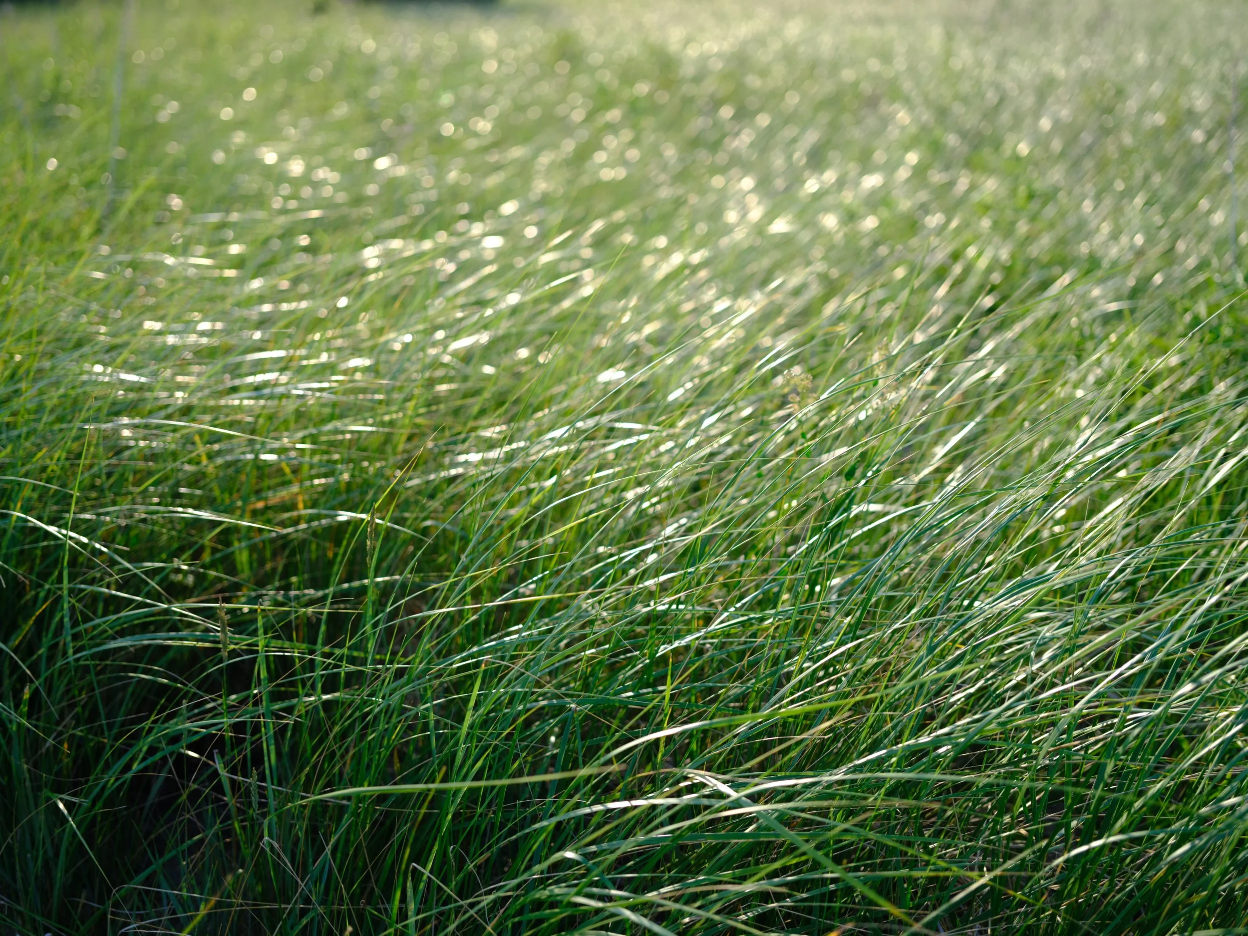 DSCF3918.jpg