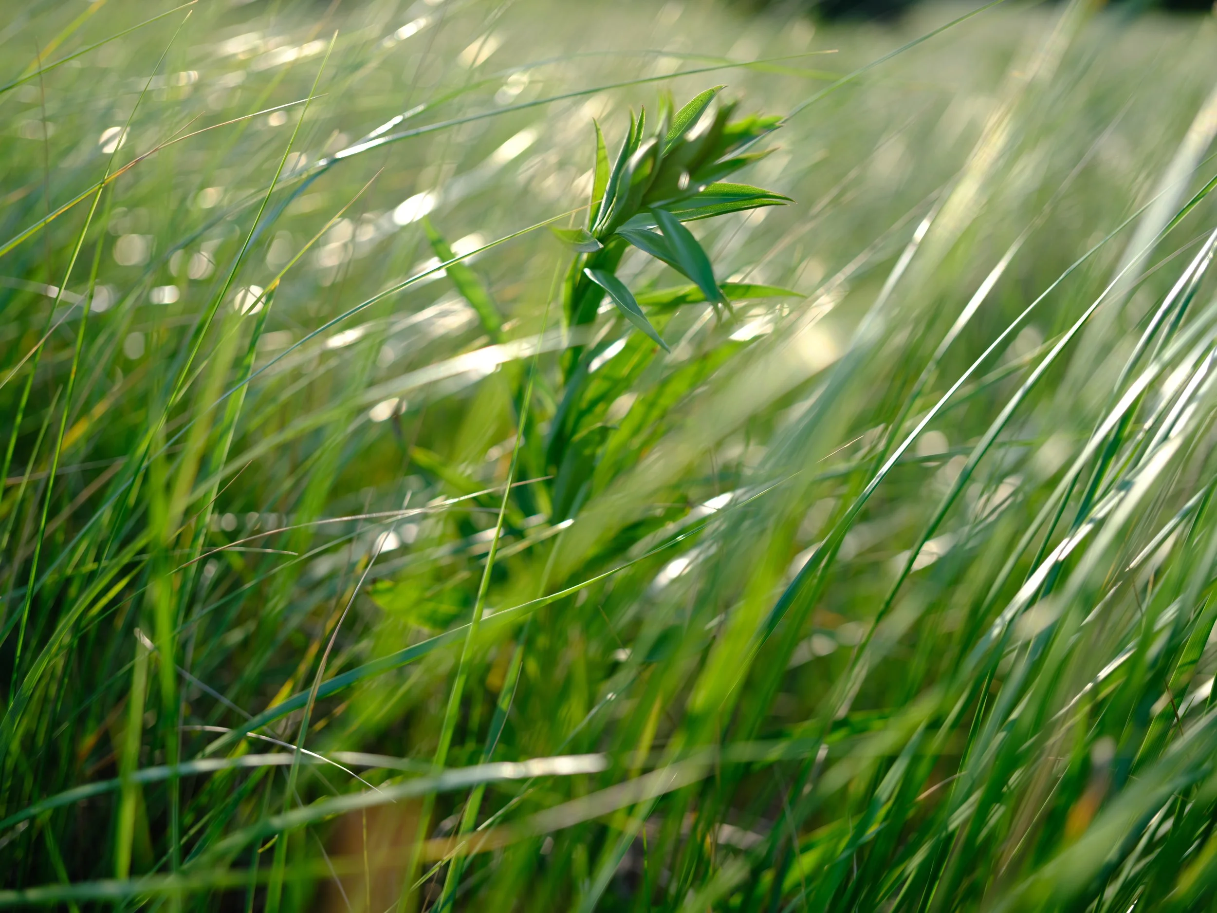 DSCF3932.jpg