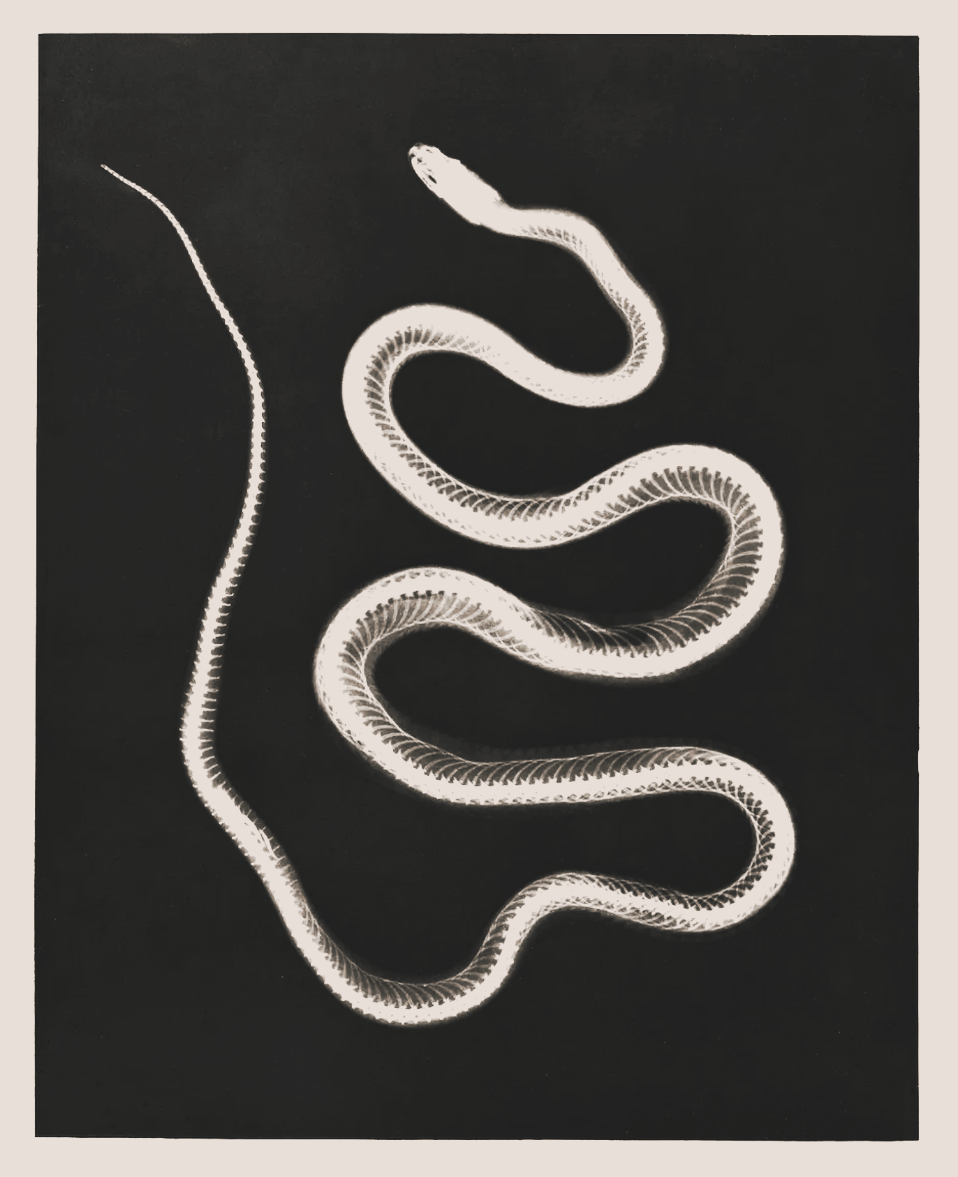 xray of a snake