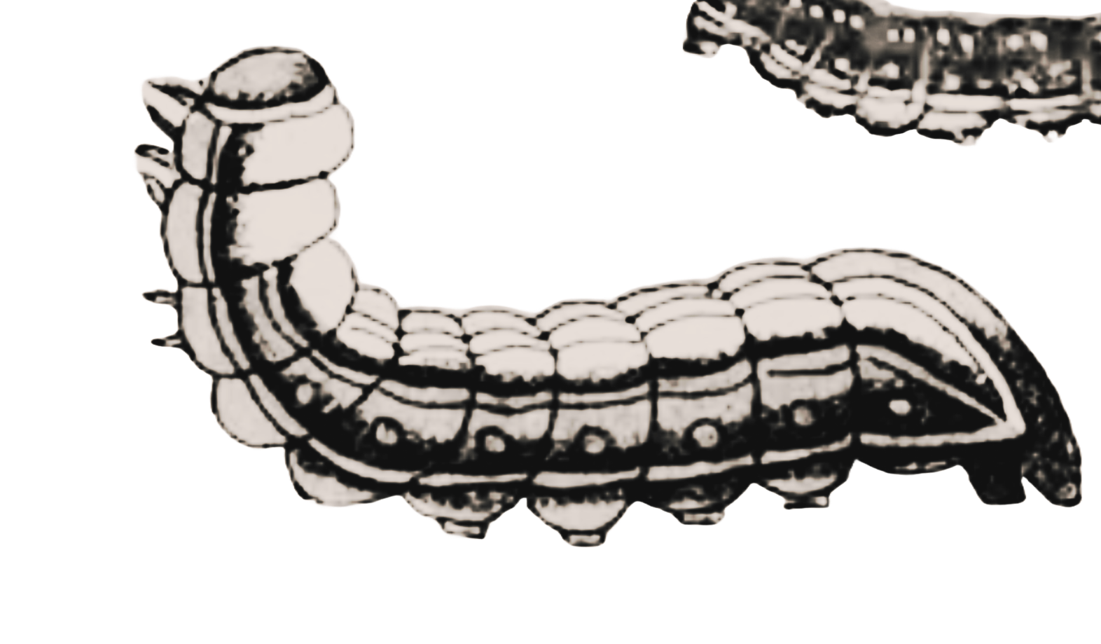 Black and white drawing of a caterpillar