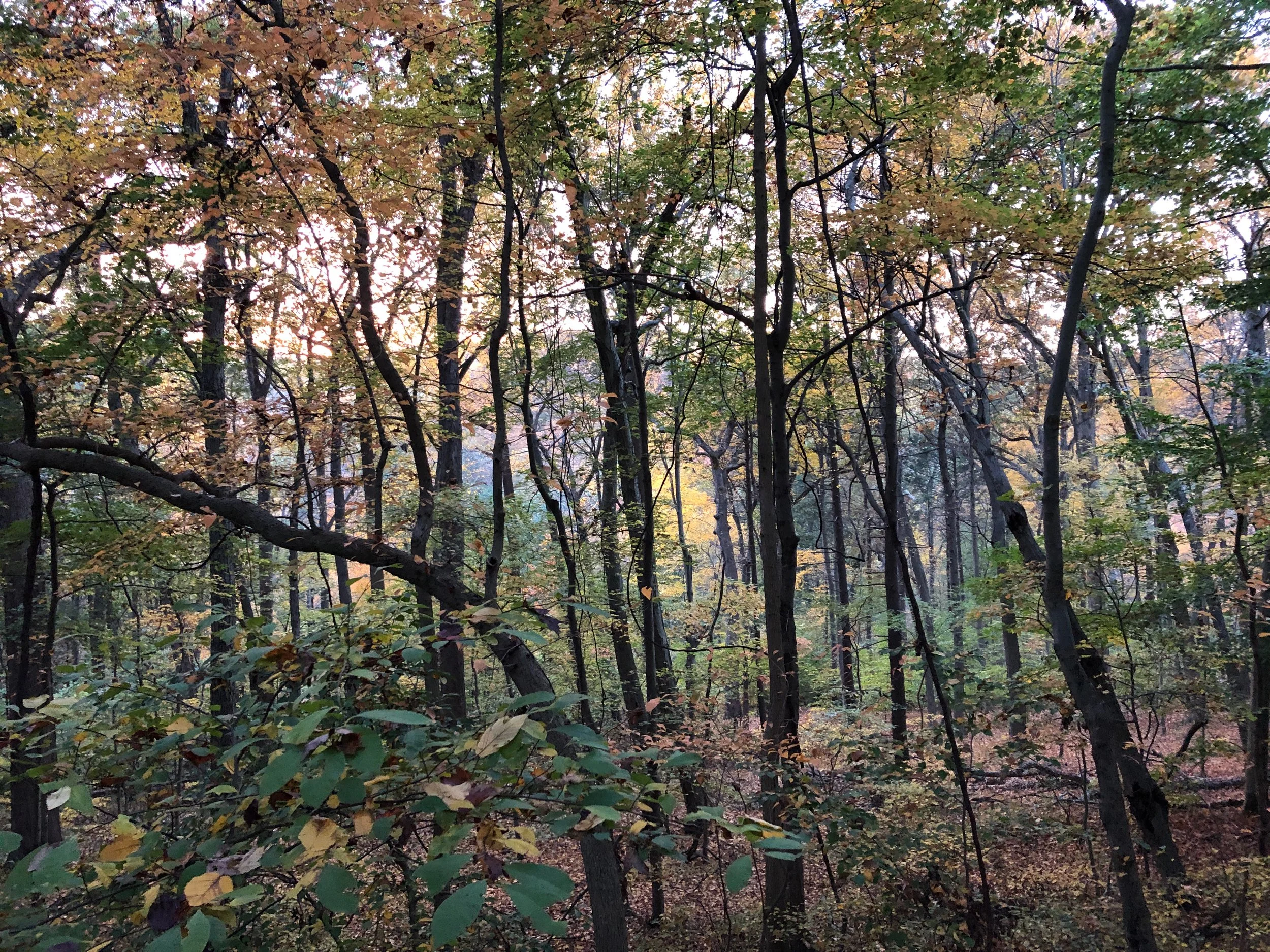 A dense forest with trees and green and orange leaves, sunlight filtering through the canopy.