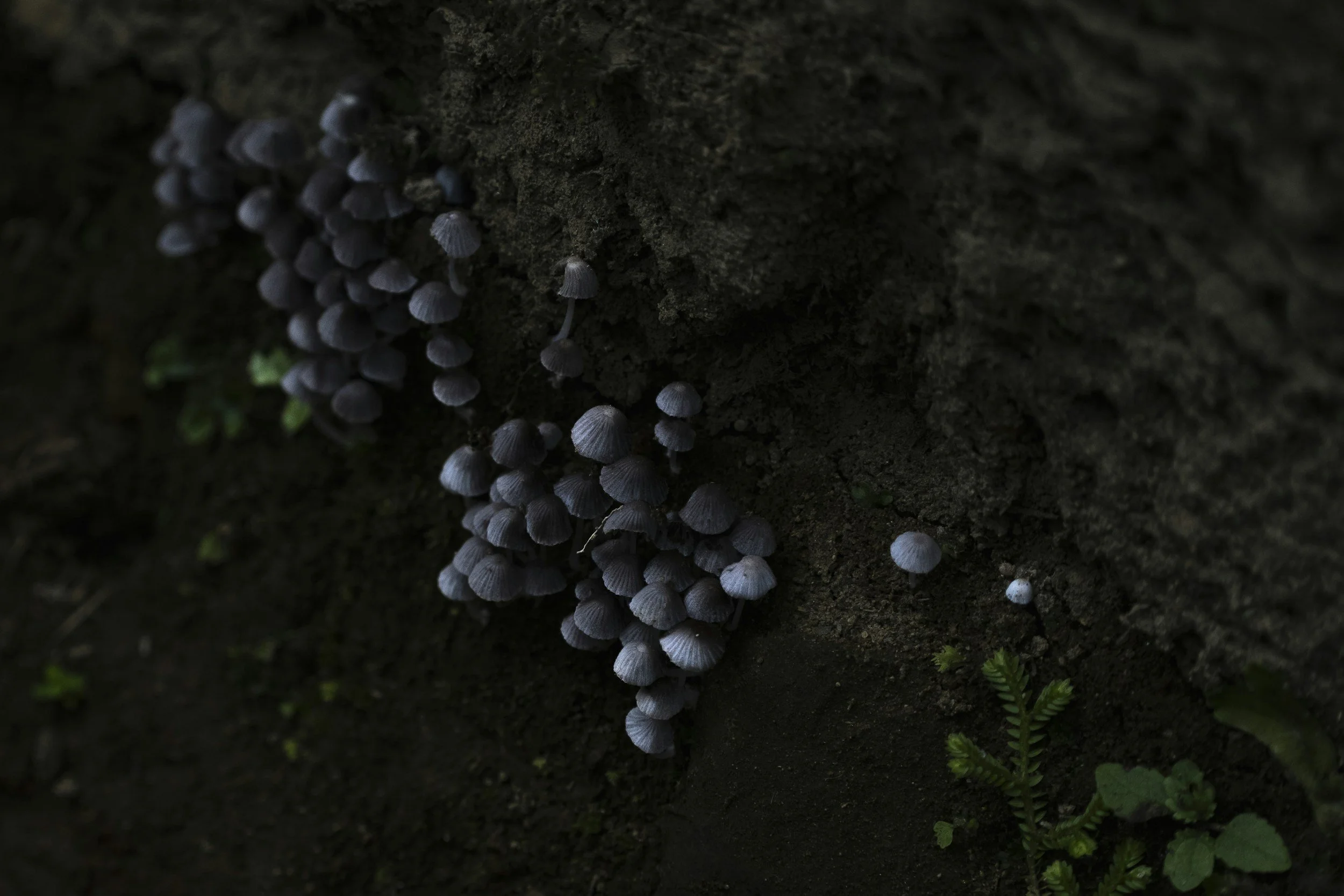 Cluster of small, dark-colored mushrooms growing on a tree trunk with some green plants at the base.