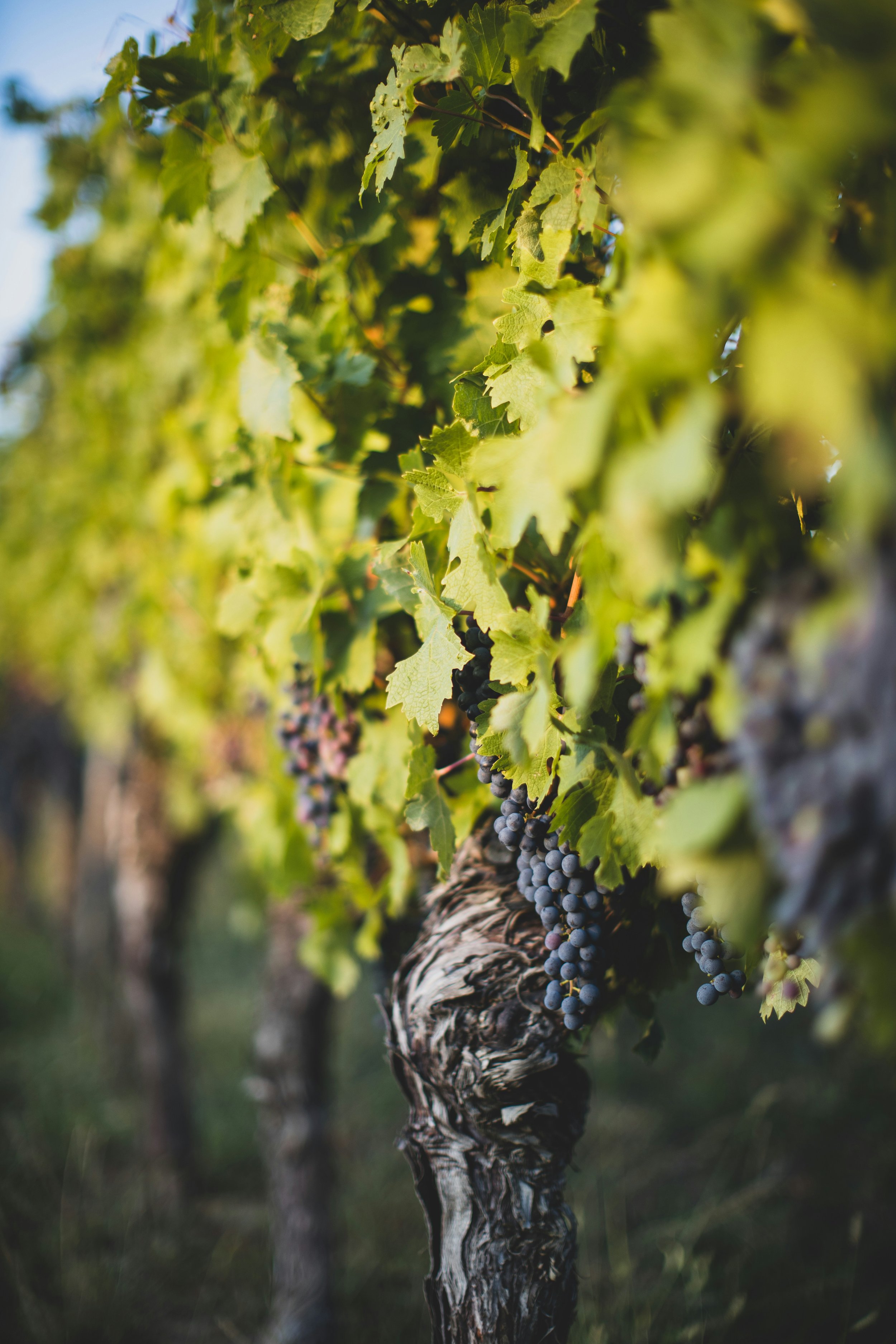 A close-up of a grapevine with purple grapes hanging from its twisted trunk, surrounded by green leaves.