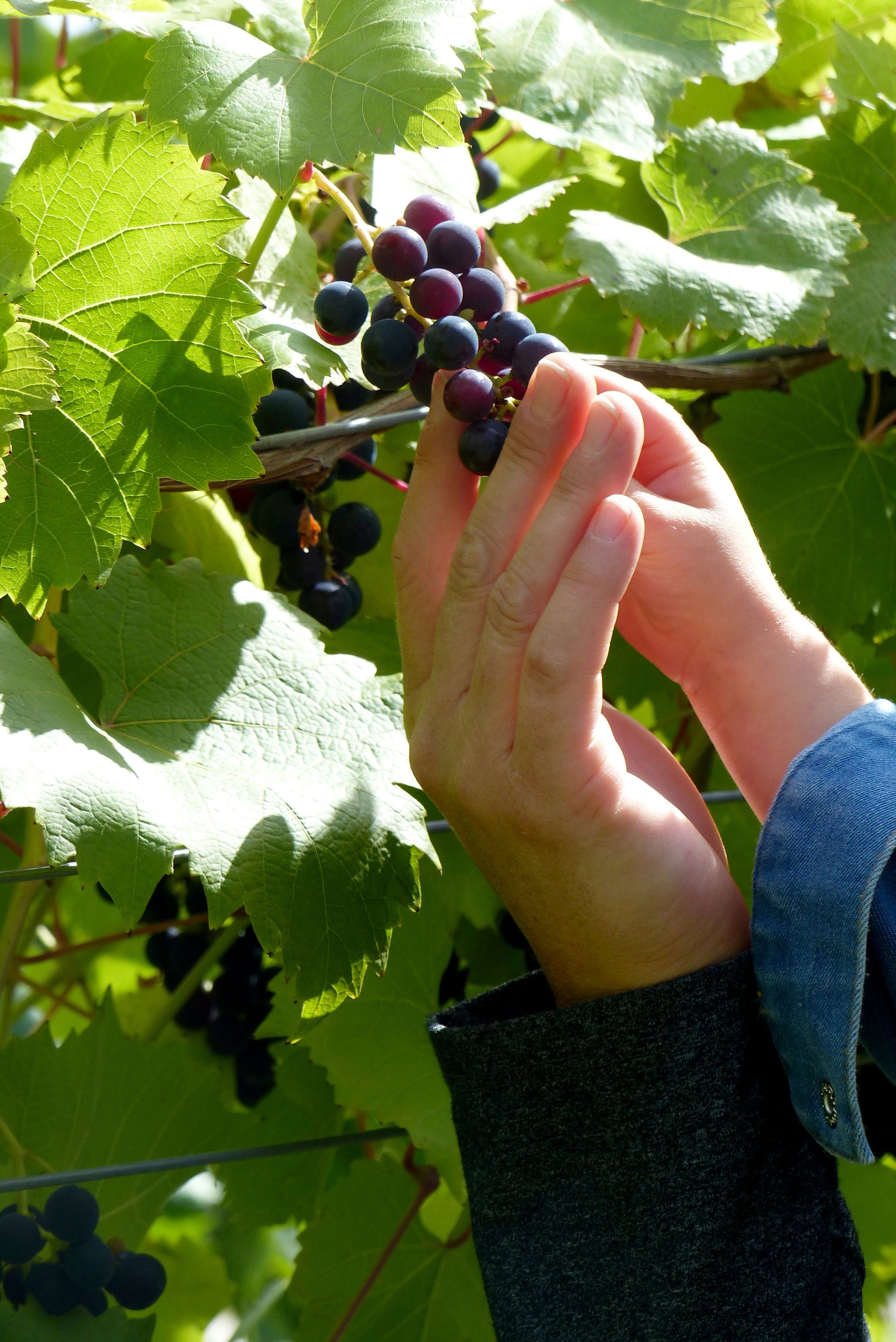 Close-up of a person picking purple grapes from a green vineyard, with large grapevine leaves surrounding the grapes.