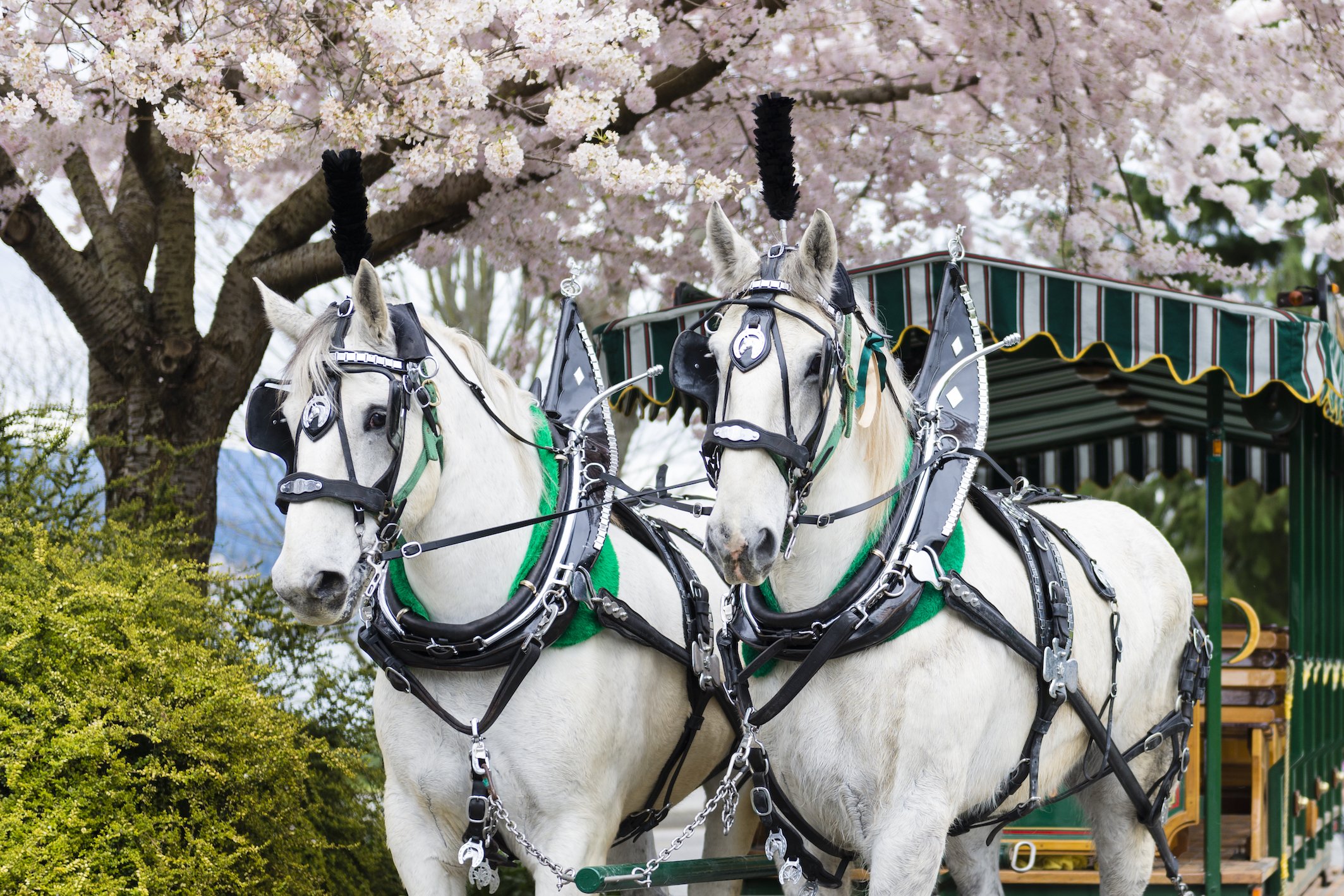 _DSC5606-5 copy.jpeg