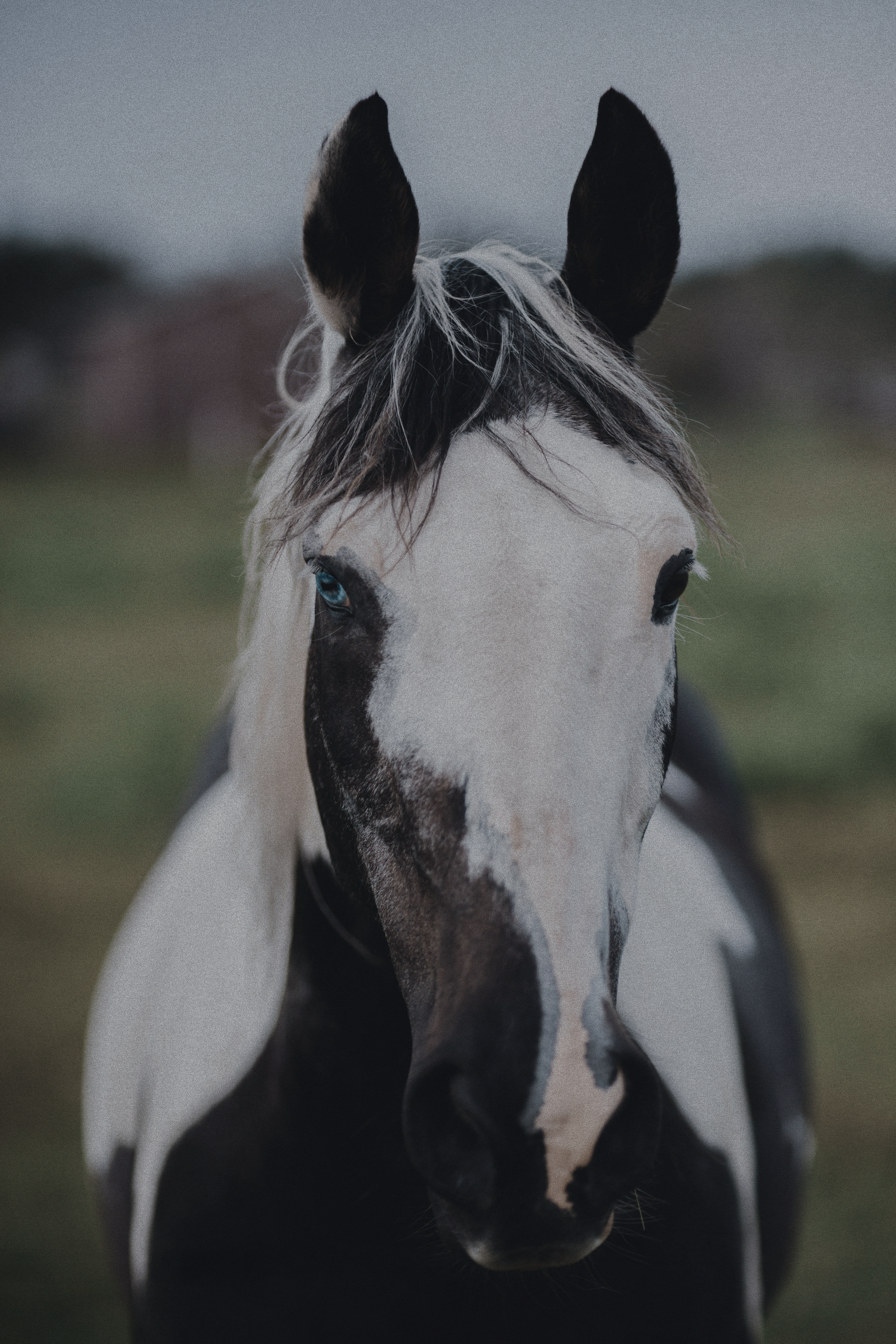 Close-up of a black and white horse with striking blue eyes, standing outdoors on a cloudy day.