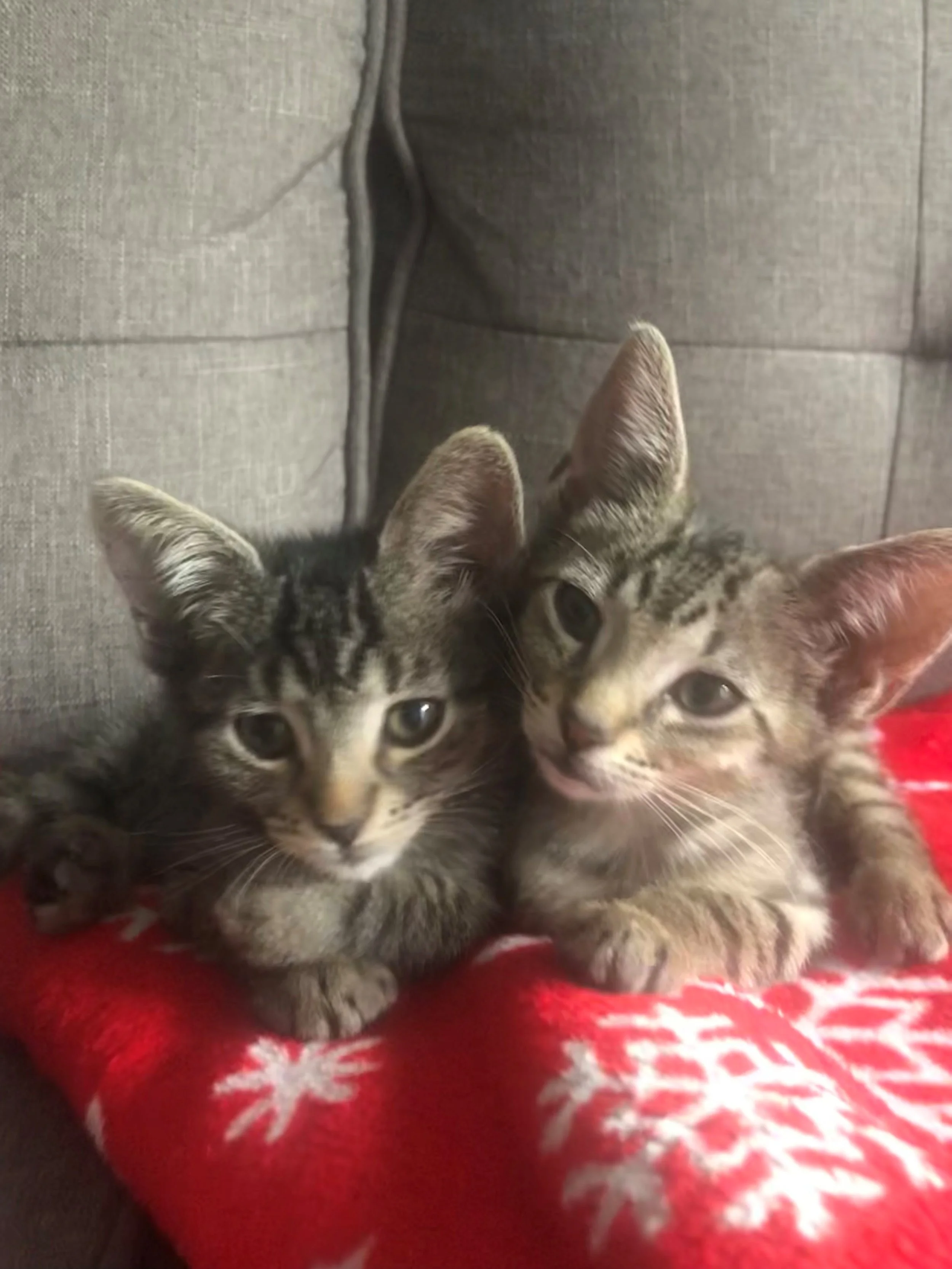 Two adorable kittens sitting on a red blanket with white snowflake patterns, close-up of their faces and ears.