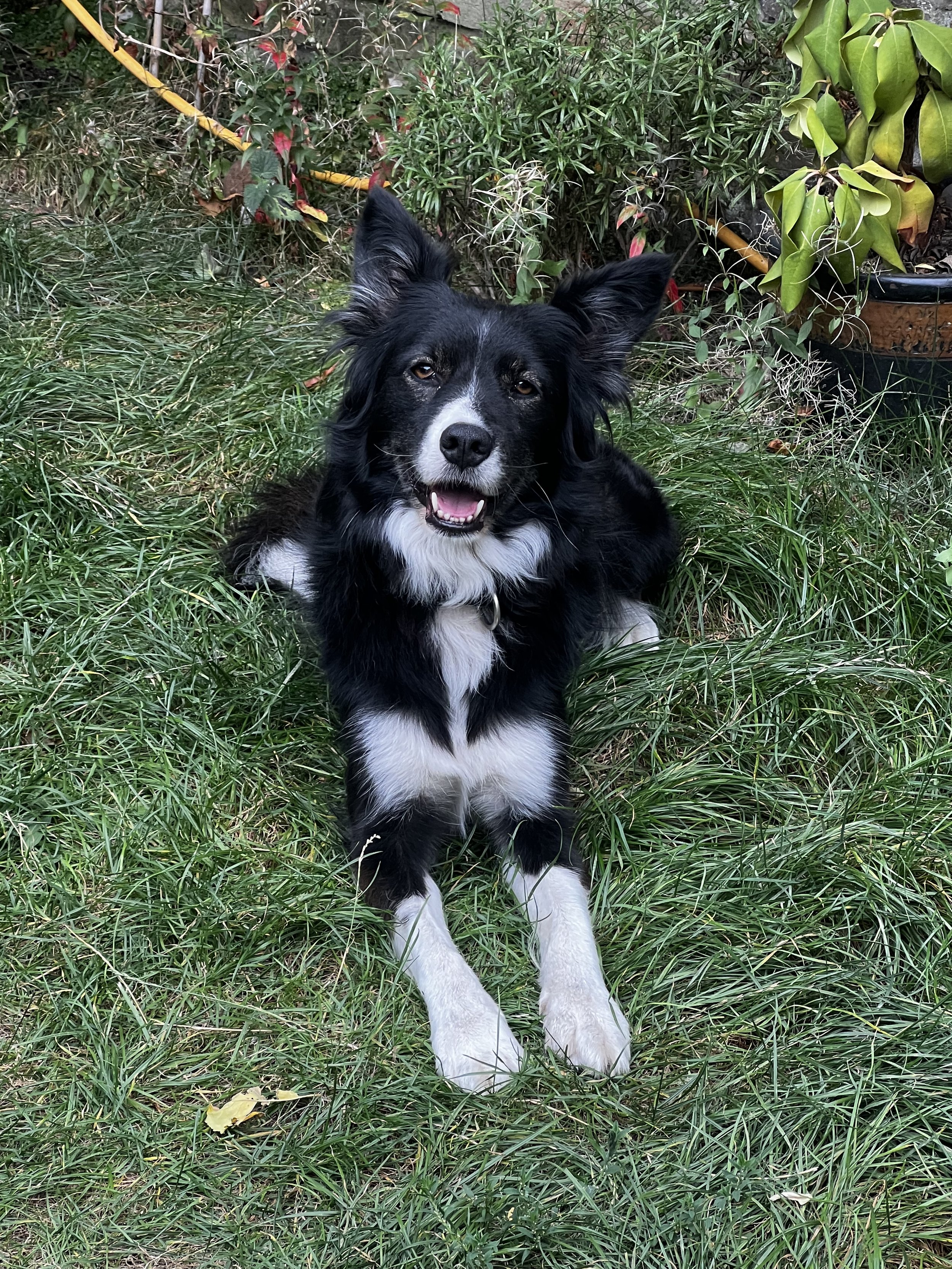 A black and white Border Collie puppy lying on green grass in a garden with various plants and flowers.