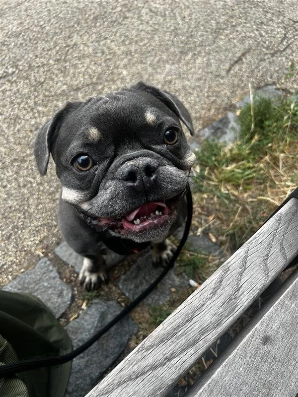 A cute black and gray French Bulldog puppy with a happy expression sitting on a stone path next to a wooden bench and some green grass.