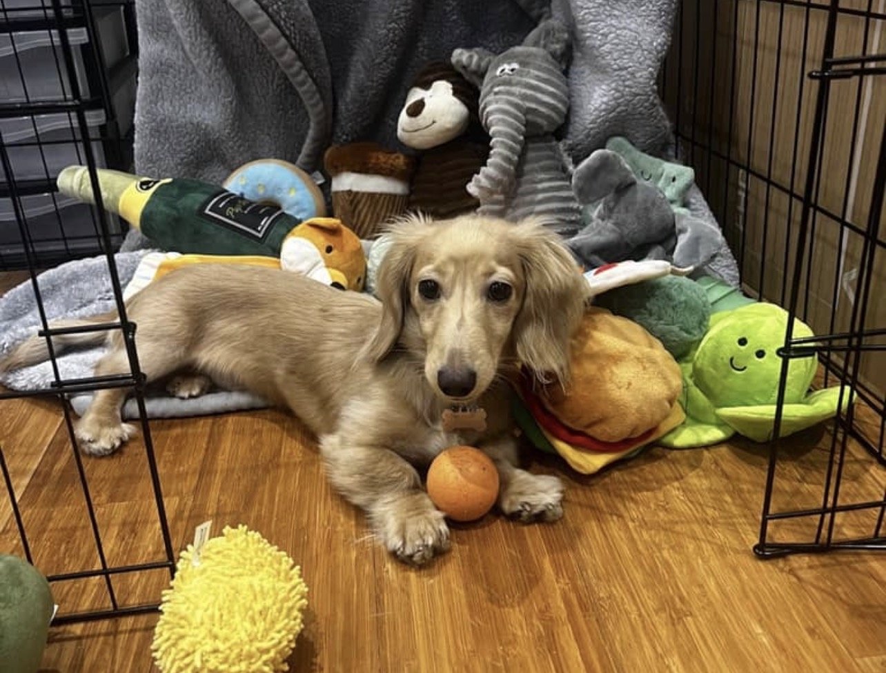A tan-colored dachshund puppy lying on wood floor surrounded by plush animal toys and stuffed food toys inside a metal playpen.