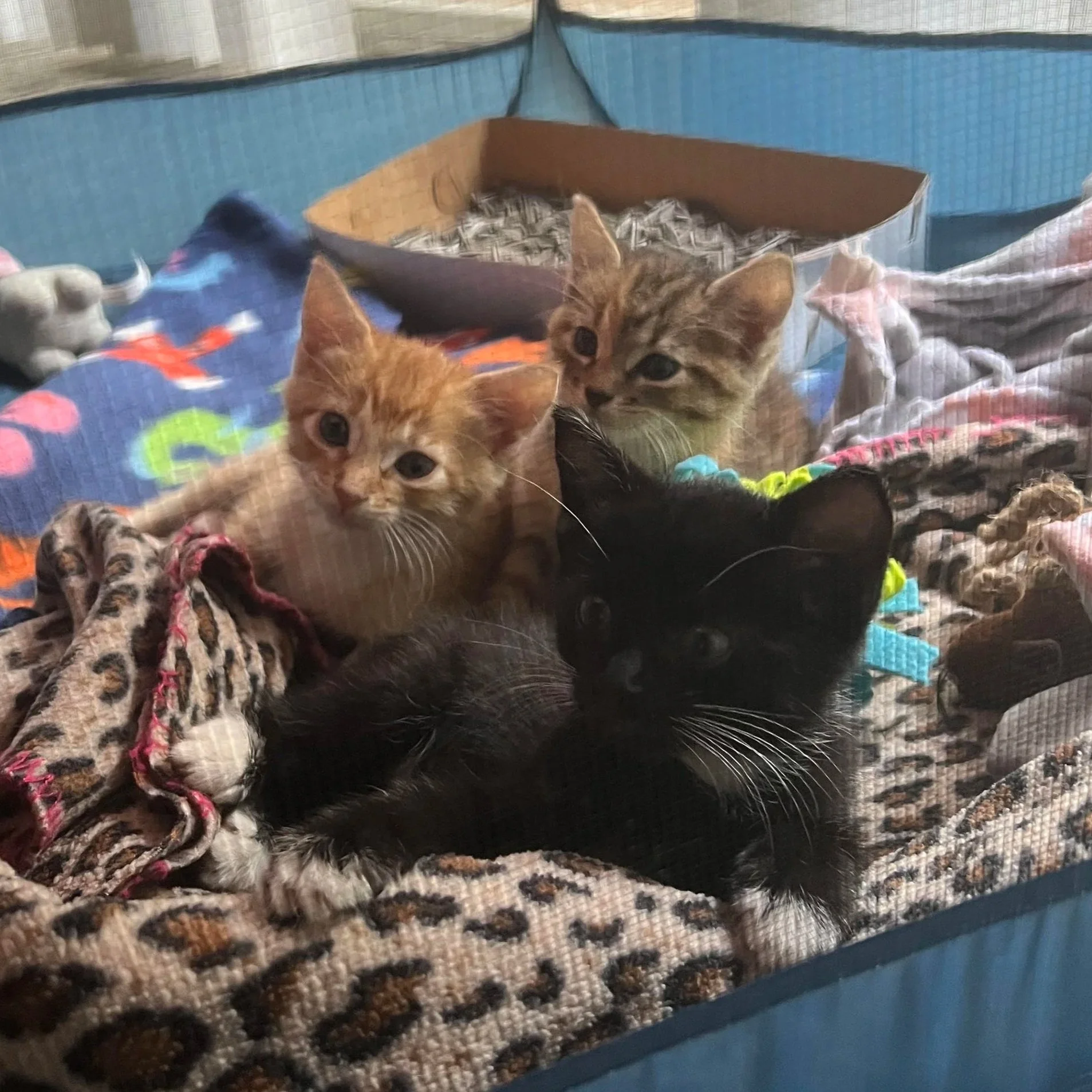 Two orange tabby kittens with green eyes and a black kitten with white paws sitting on a textured carpet in front of a cardboard box filled with shredded paper. The background includes blue and beige cushions and fabric.