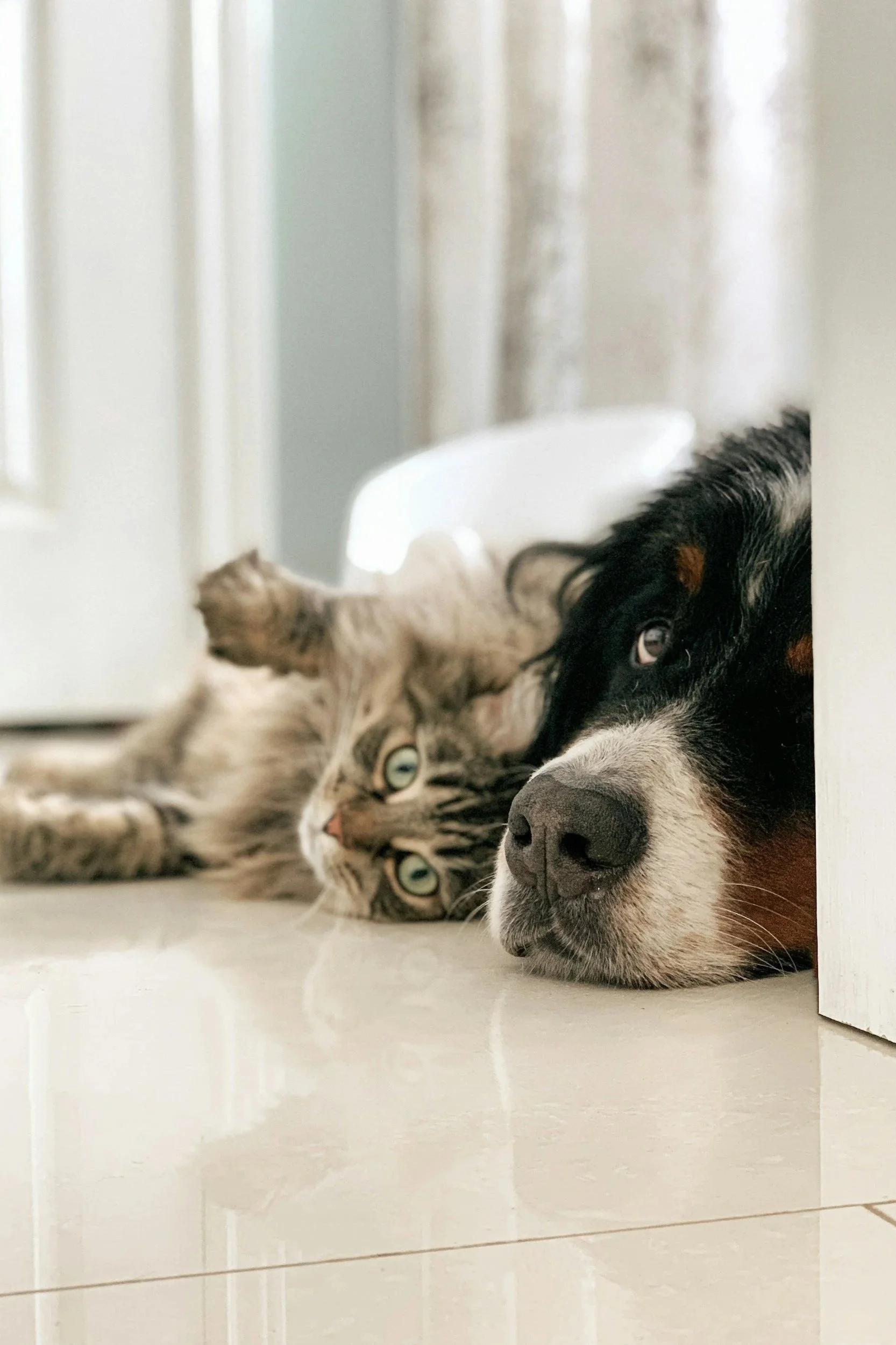 A dog and a cat lying together on the floor near a white door, with the dog's face close to the camera and the cat sleeping nearby.