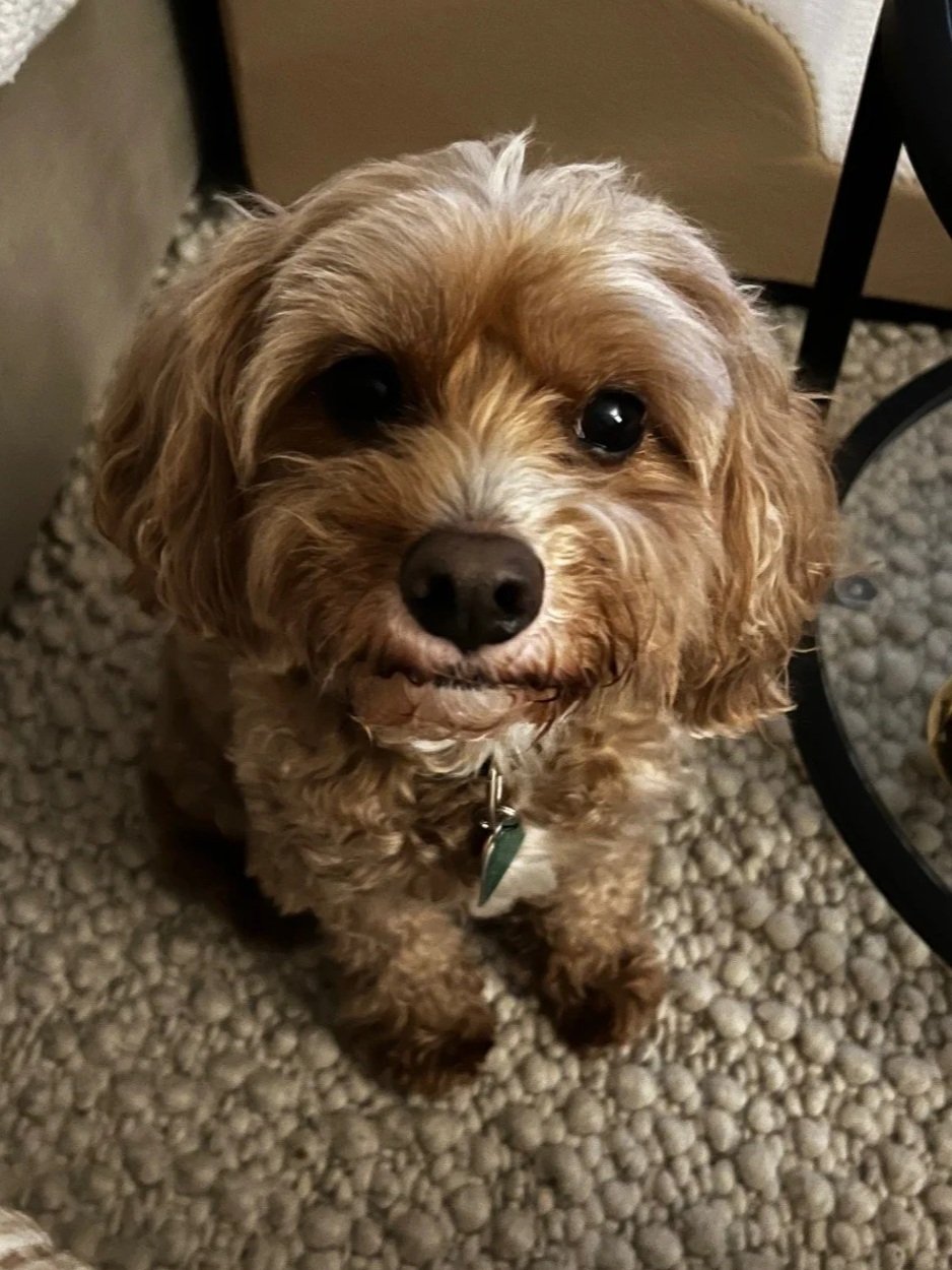 A small, curly-haired brown dog sitting on a beige carpet, looking up at the camera with expressive dark eyes.