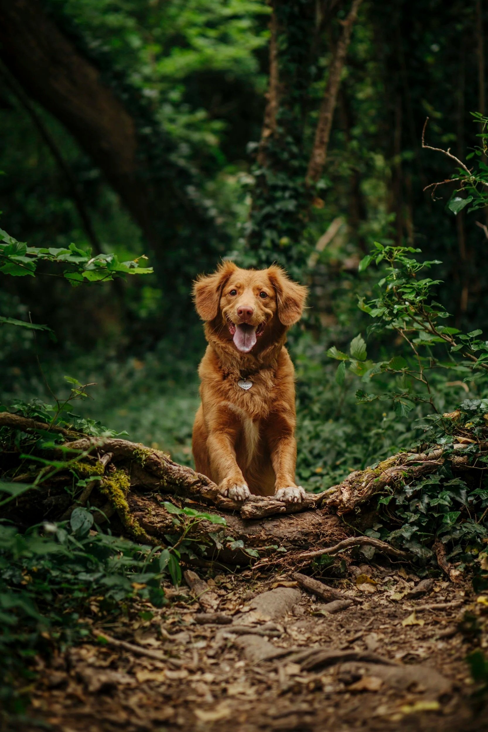 A brown dog with floppy ears and a collar standing on a fallen tree trunk in a lush green forest.