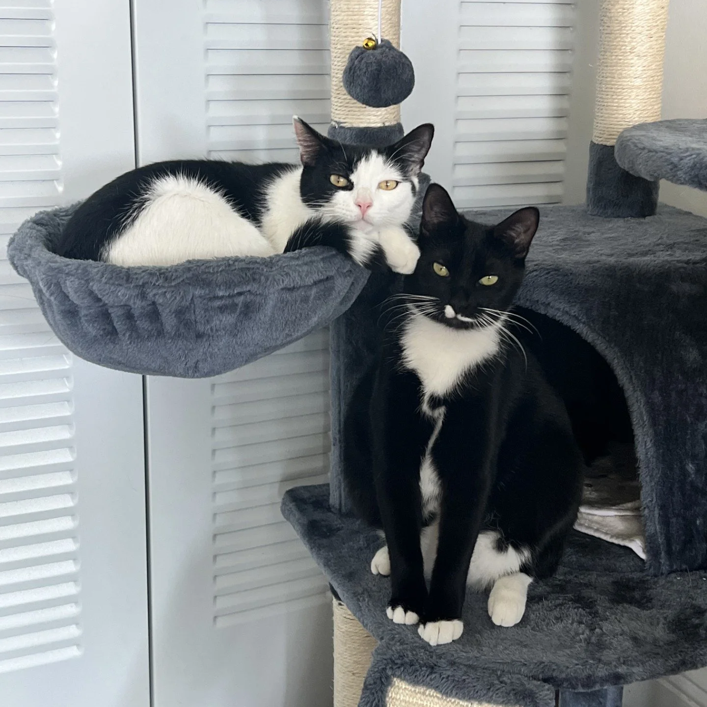 Two black and white cats on a gray cat tree, one lying on a platform and the other sitting below, with a scratching post and louvered closet doors in the background.
